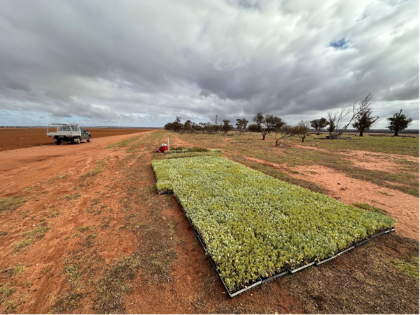 Seedlings are here! 200 hectares of revegetation