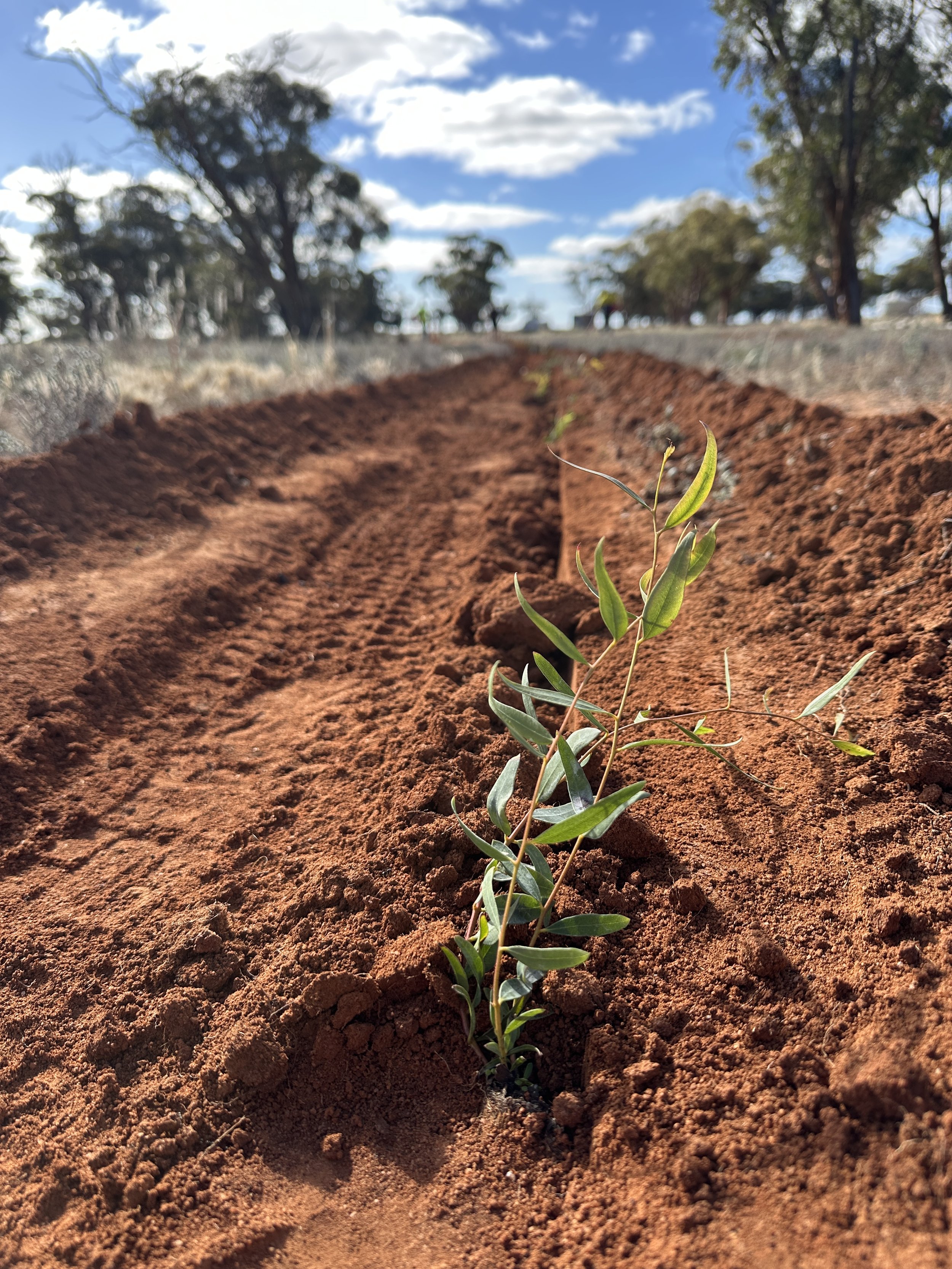 Magic of Manure: The Value of Organic Amendments 