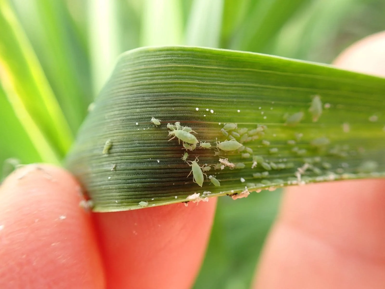 Russian Wheat Aphid: The Nits of Our Cereal Crops