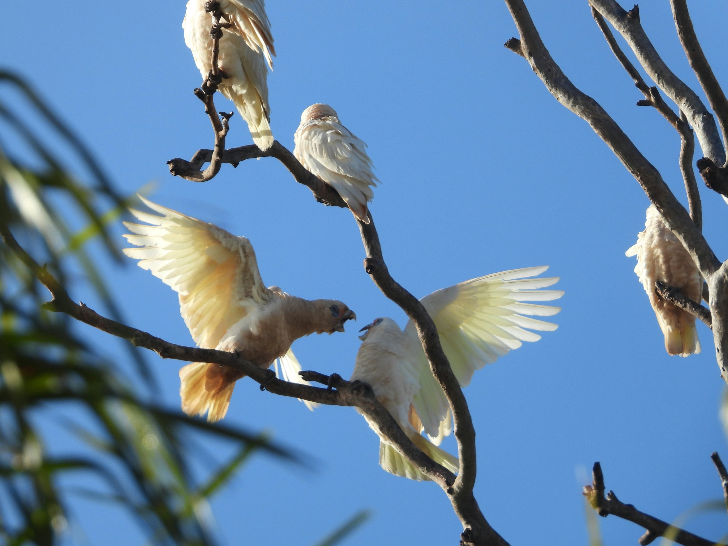 Discovering the Ecology of Wheatbelt Corellas