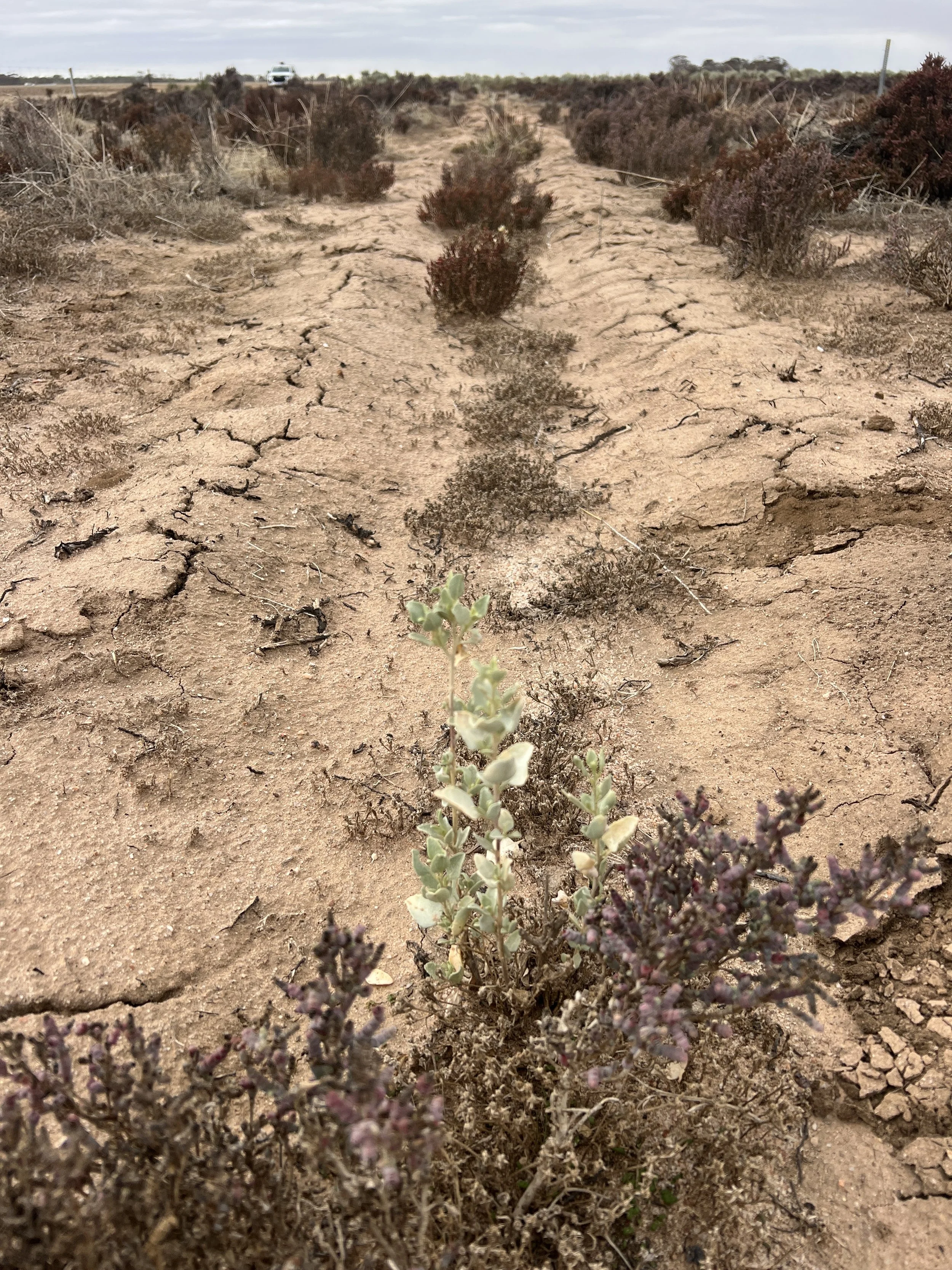 Wheatbelt Regional Drought Resilience Plan sets roadmap to resilience&nbsp;