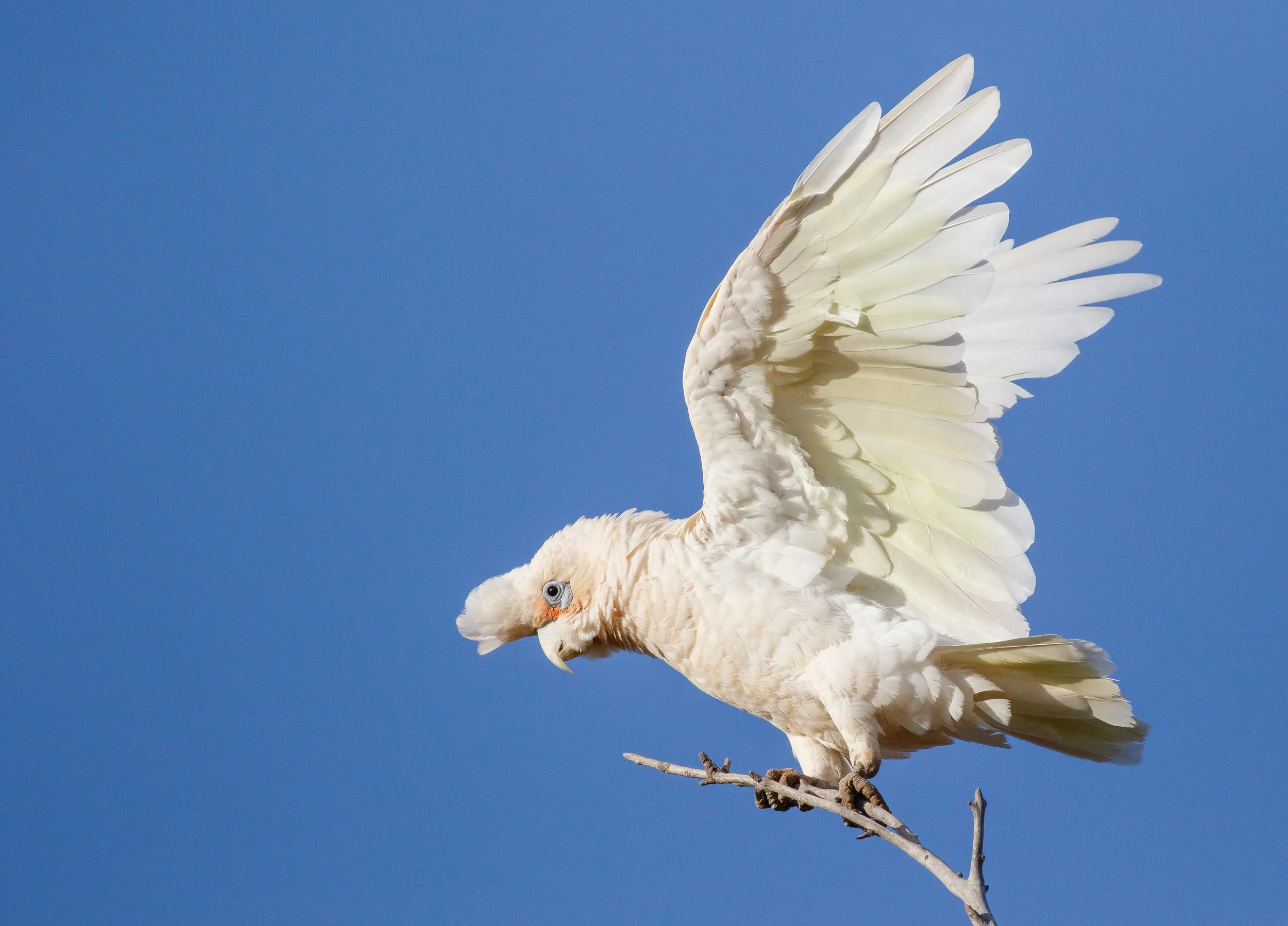 Discovering the Ecology of Wheatbelt Corellas