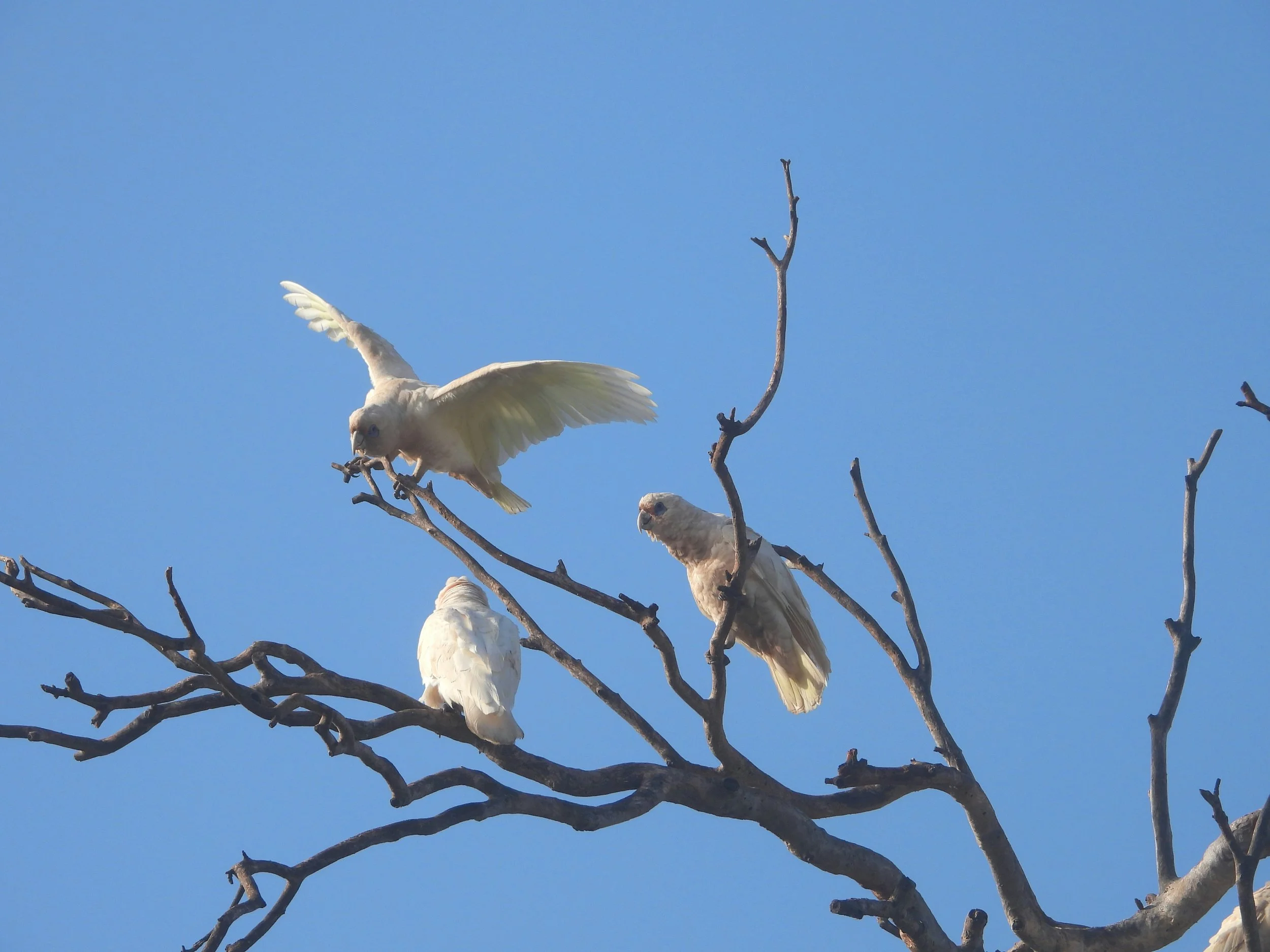Discovering the Ecology of Wheatbelt Corellas