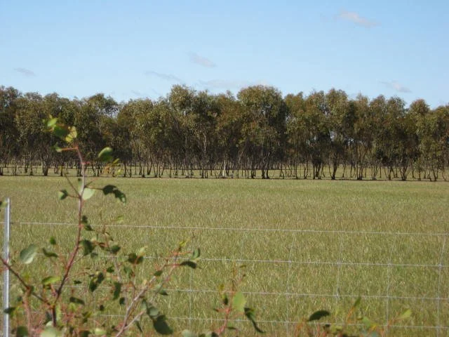 Oil Mallees: Could an Old Wheatbelt Idea Find a New Market?