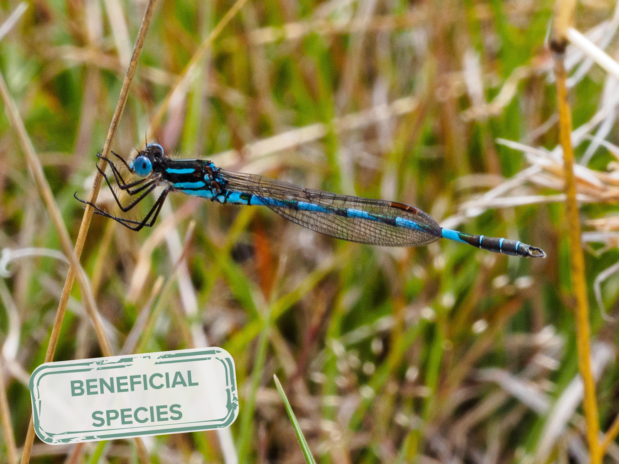 Dragonflies: Aerial Predators of our Healthy Waterways — Wheatbelt NRM