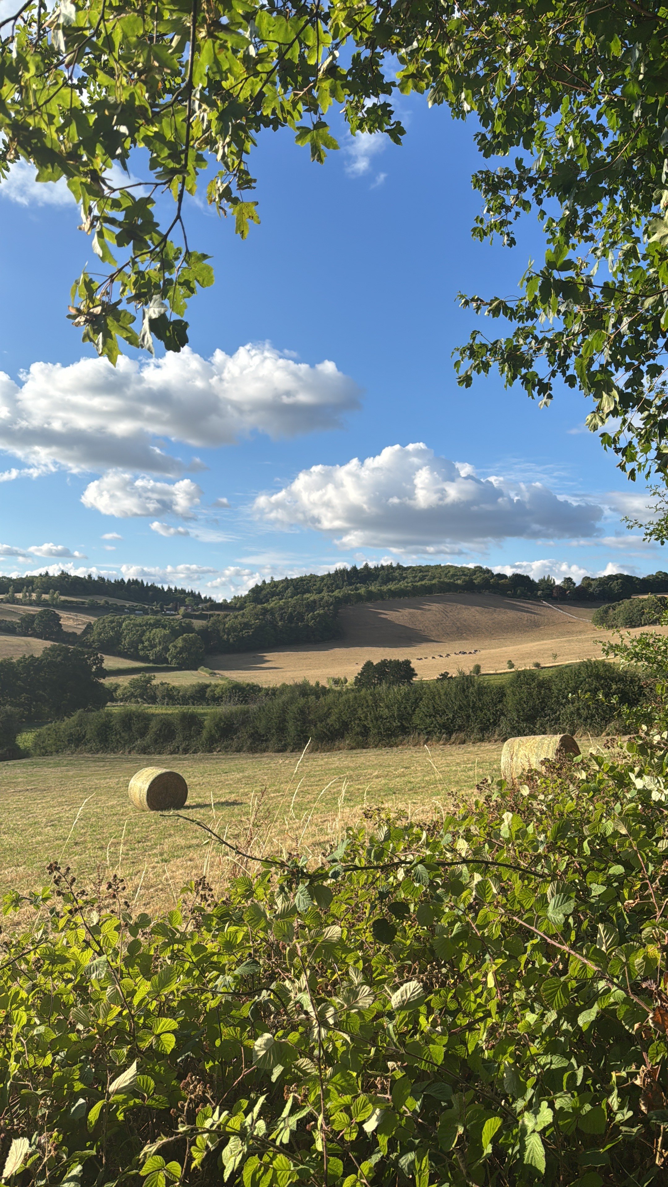 A rural landscape with green trees forming a natural frame around a wide open field with hay bales. Hills covered in trees stretch into the distance under a blue sky with scattered fluffy white clouds.