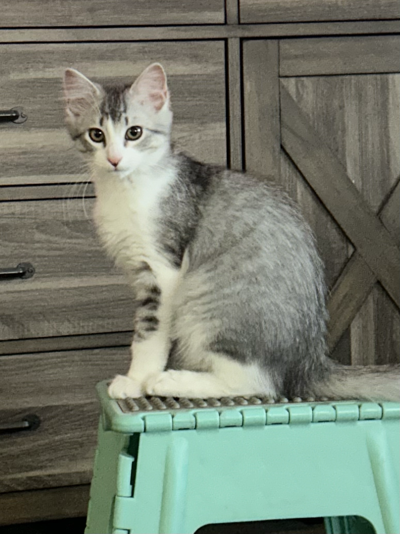 Dennis the Menace 4 months