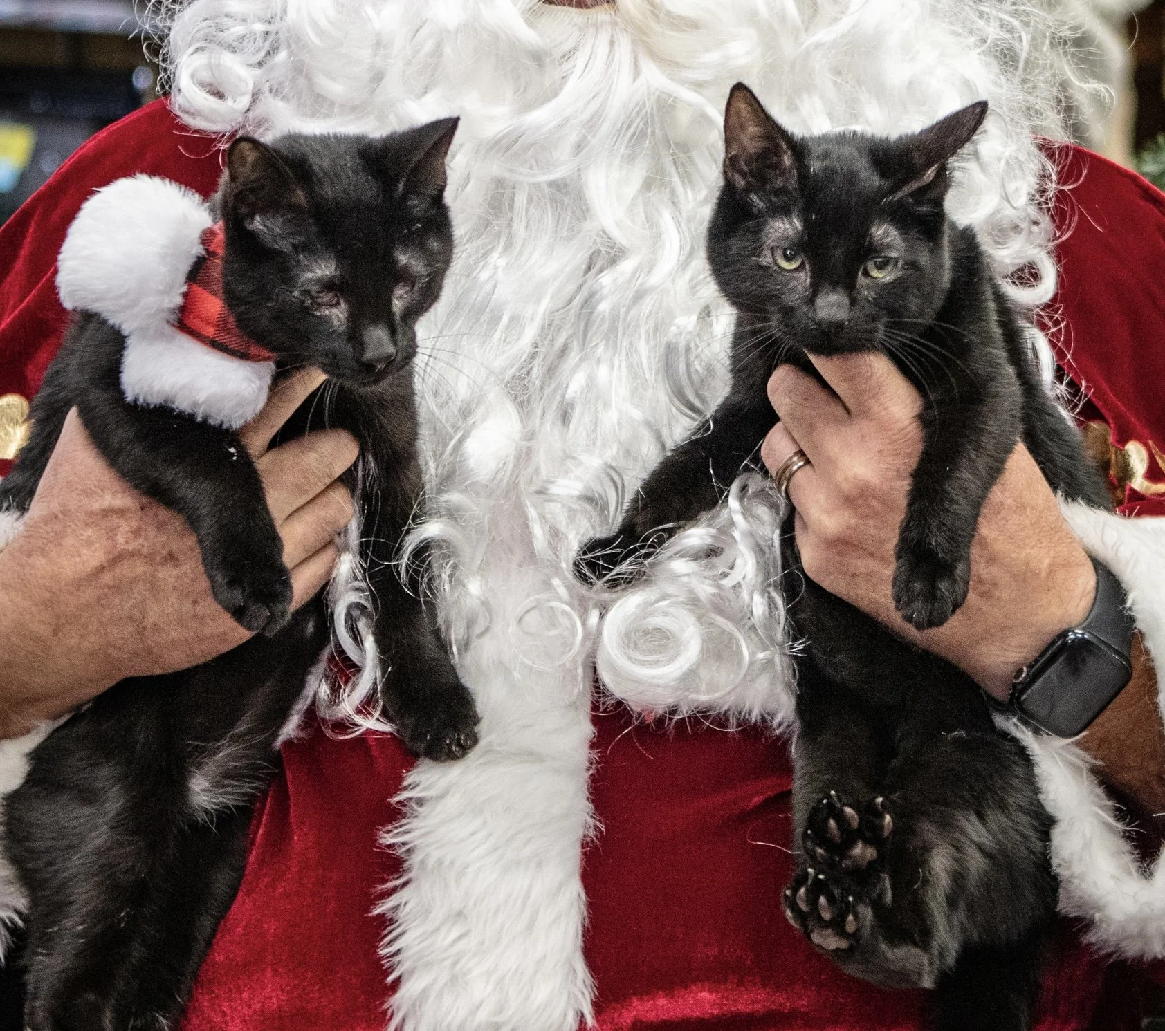 BERT AND ERNIE 5 months Bonded Pair