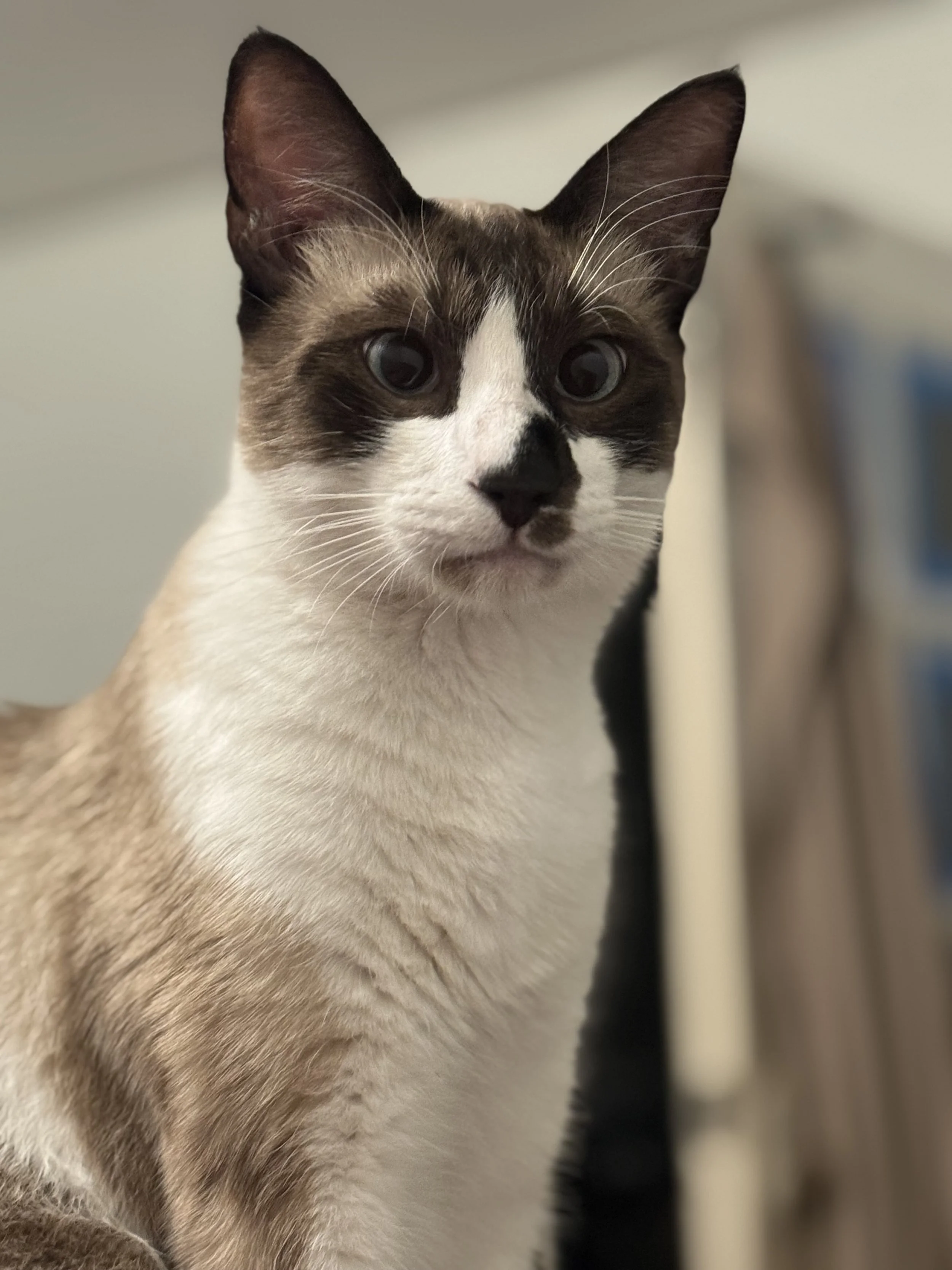 Peanut 1 year