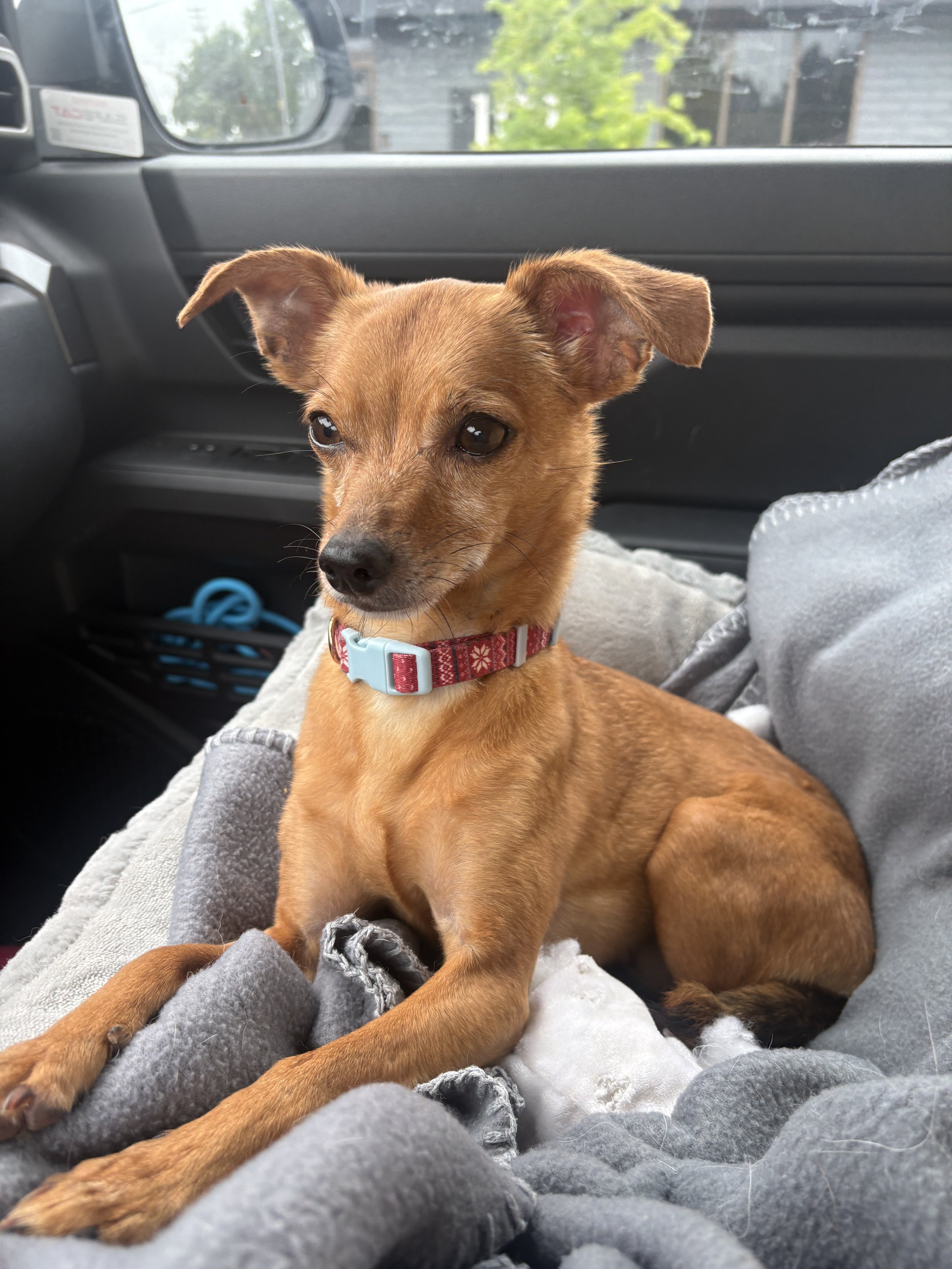 Peanut 8 years old