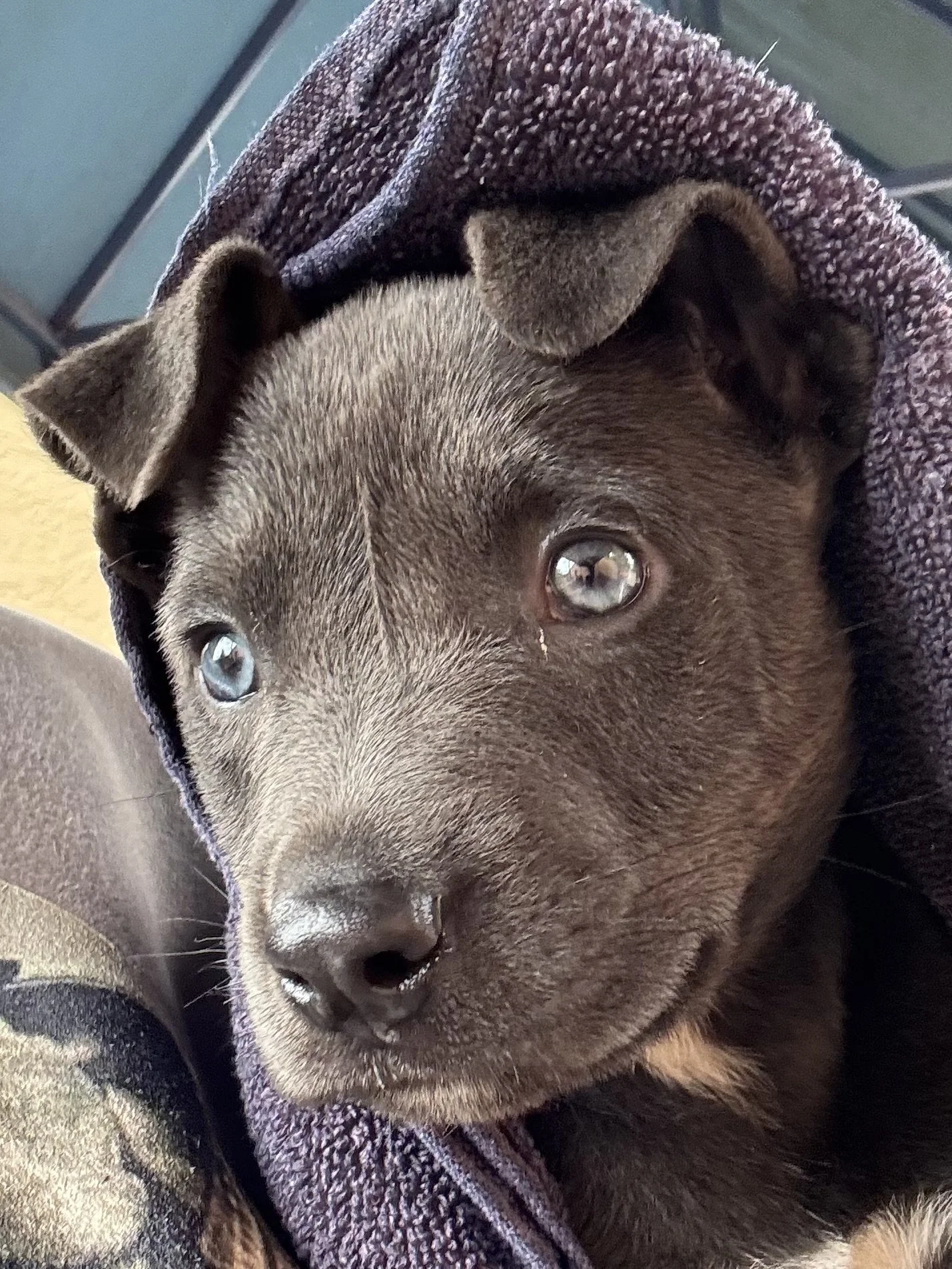 Fig 9 weeks old