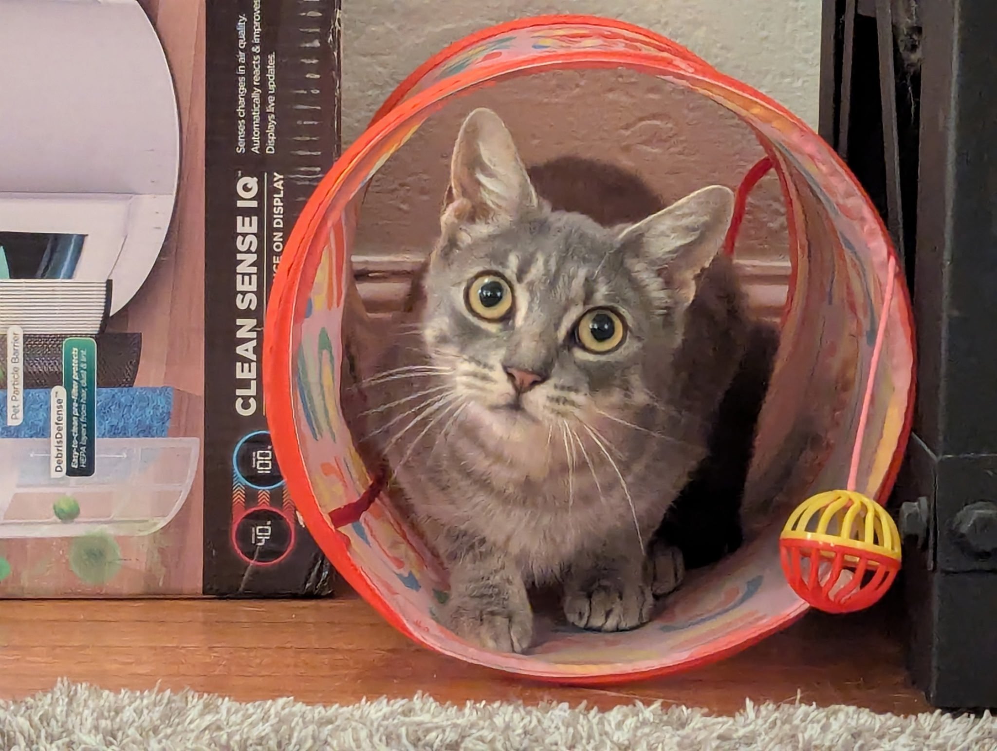 Sushi 1 year