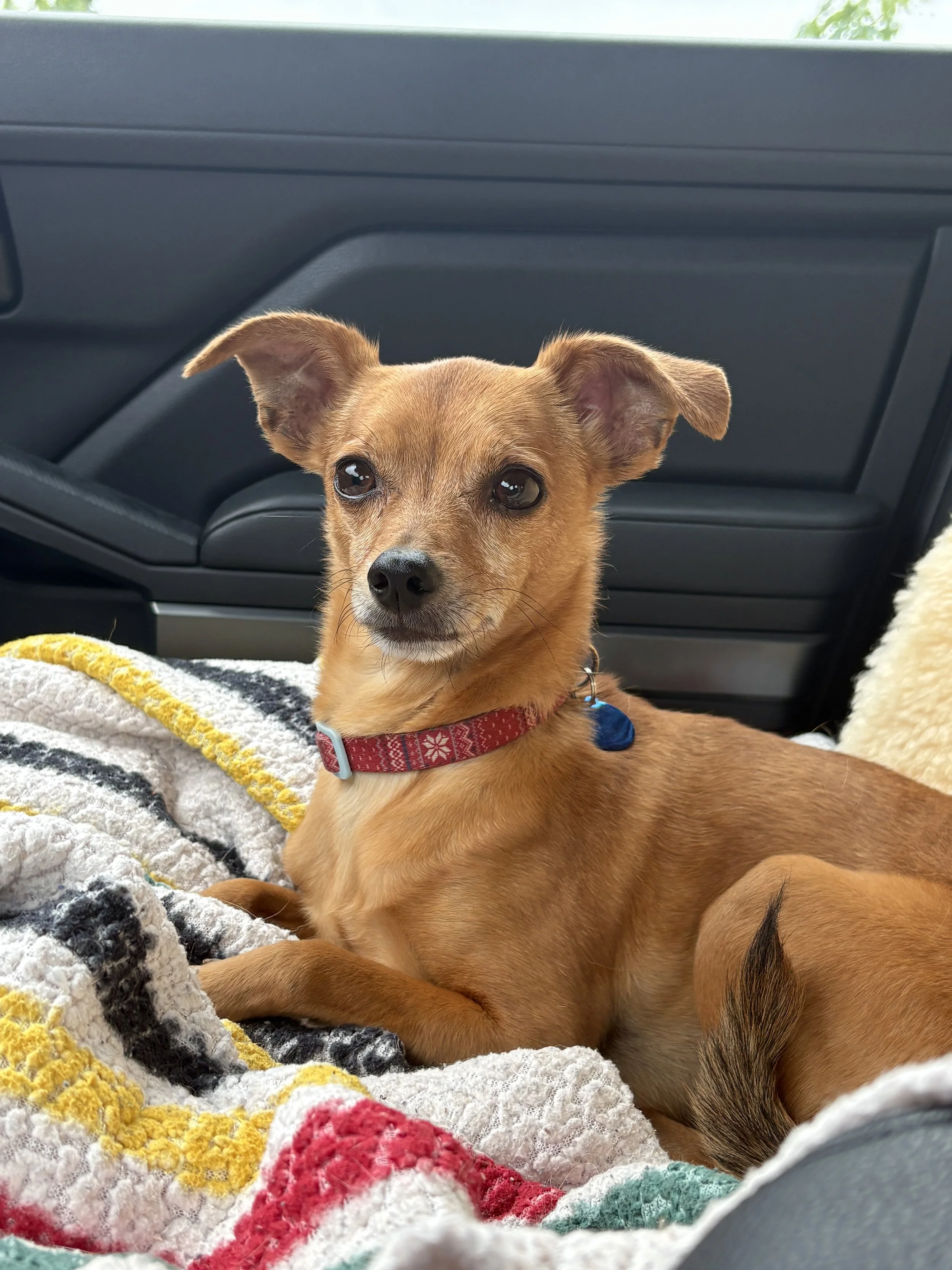 Peanut 9 years 