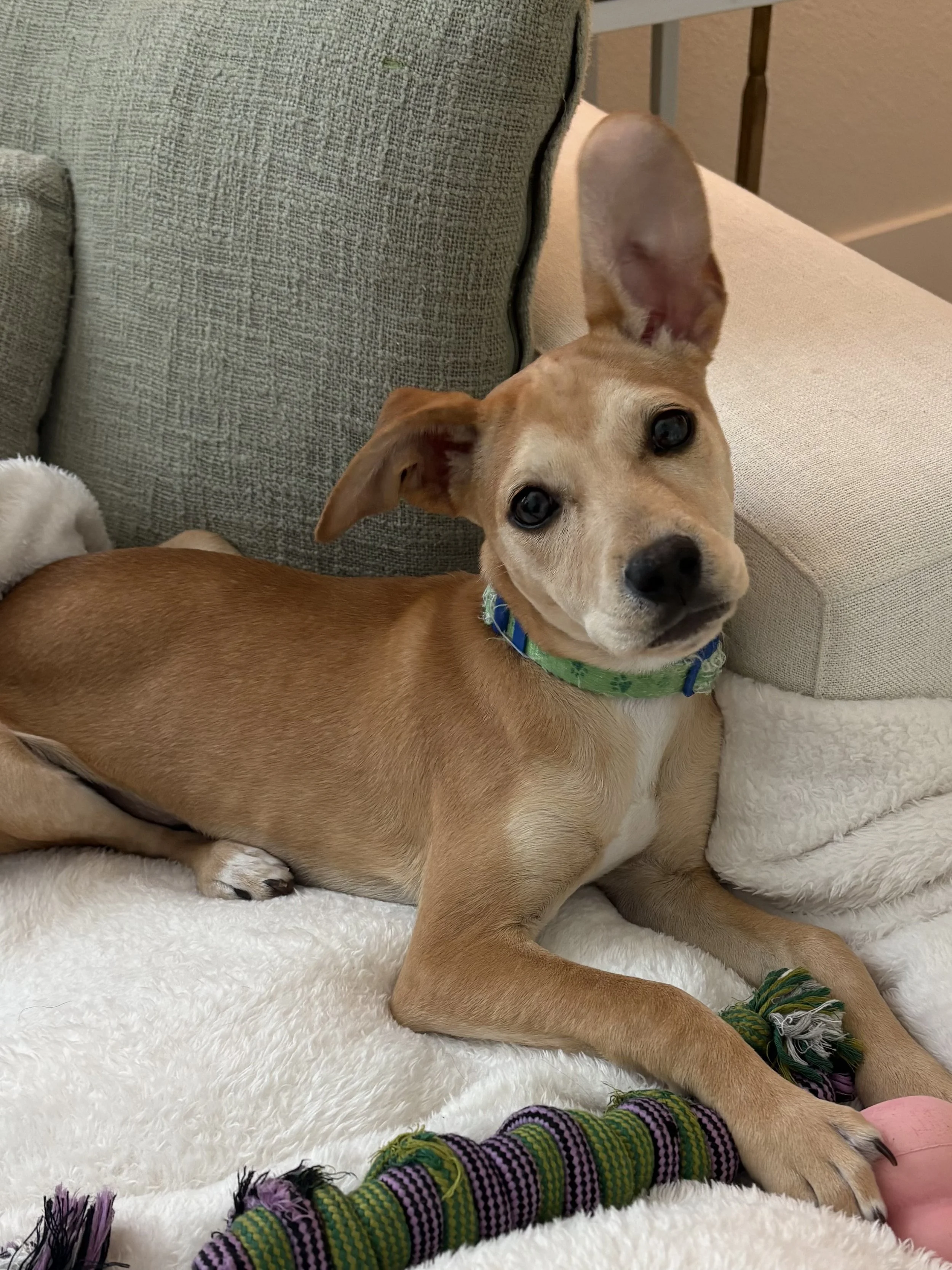 Winnie 4month old 