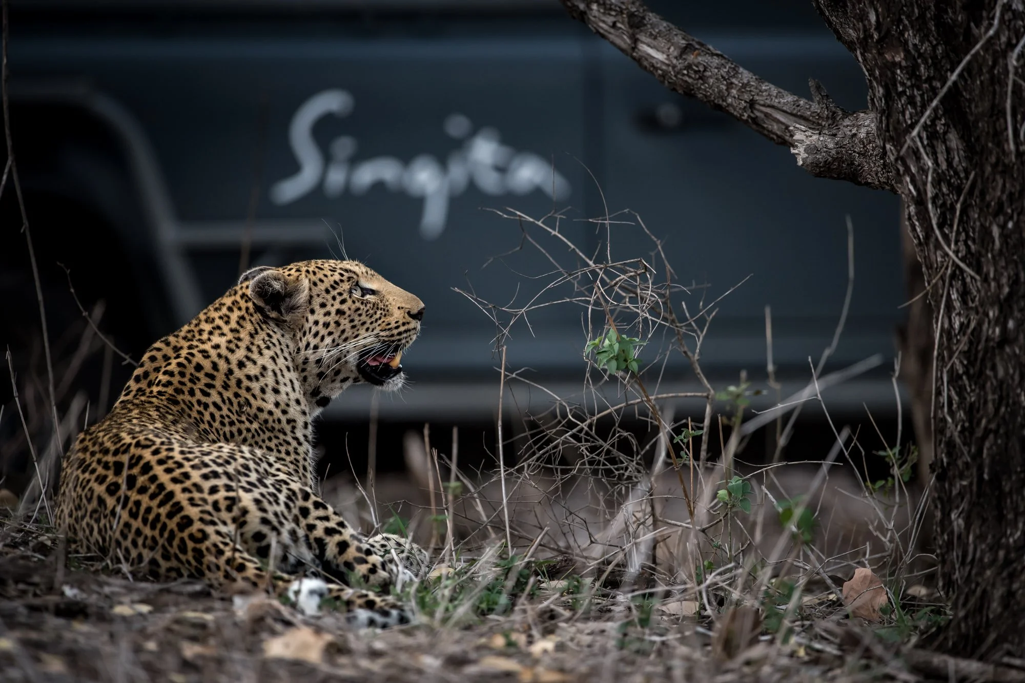 How much does a luxury Safari cost?