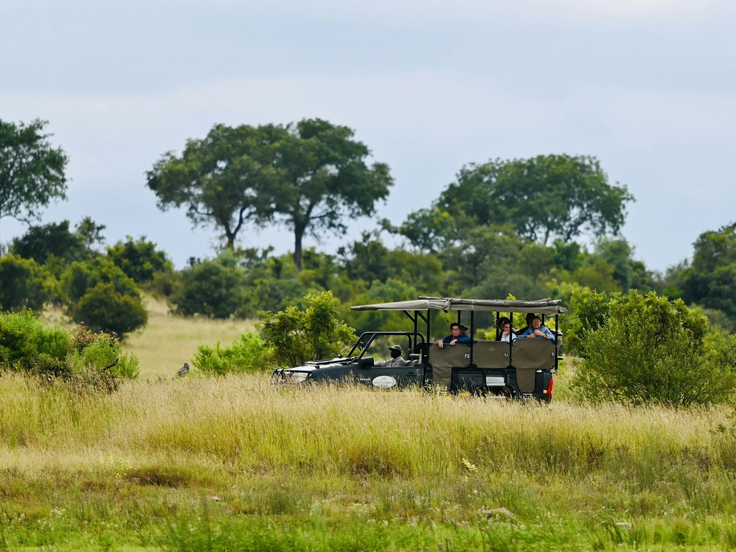 Best Time to Visit South Africa for a Luxury Safari