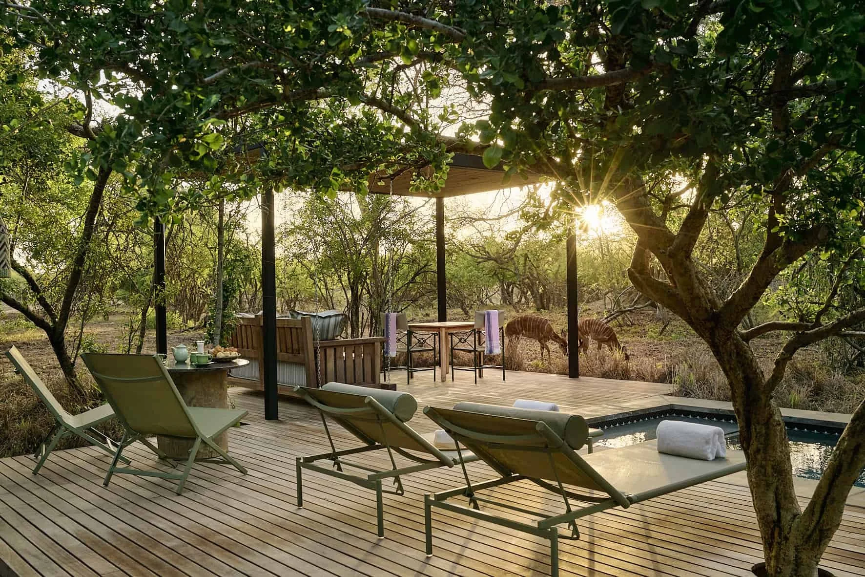 Outdoor wooden deck with lounge chairs, a small pool, and a shaded seating area among trees, with zebras visible in the background during sunset.