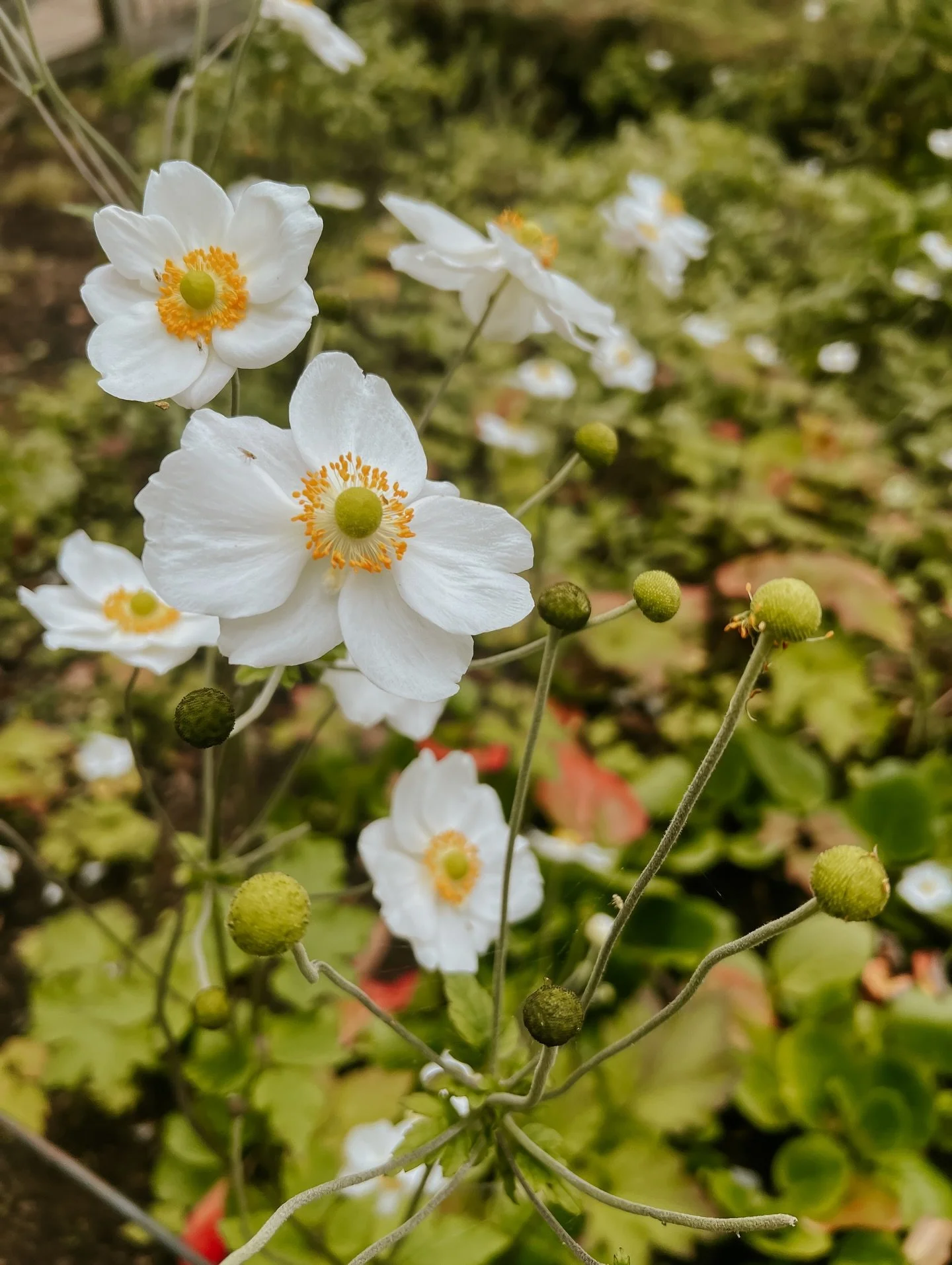 Sometimes I need to remind myself that things can&rsquo;t always go as planned or be perfectly worked out. 
.
For example, the smaller things of posting my oven gloves using the unedited version of the photographs 🙈, and having to deal with them bei