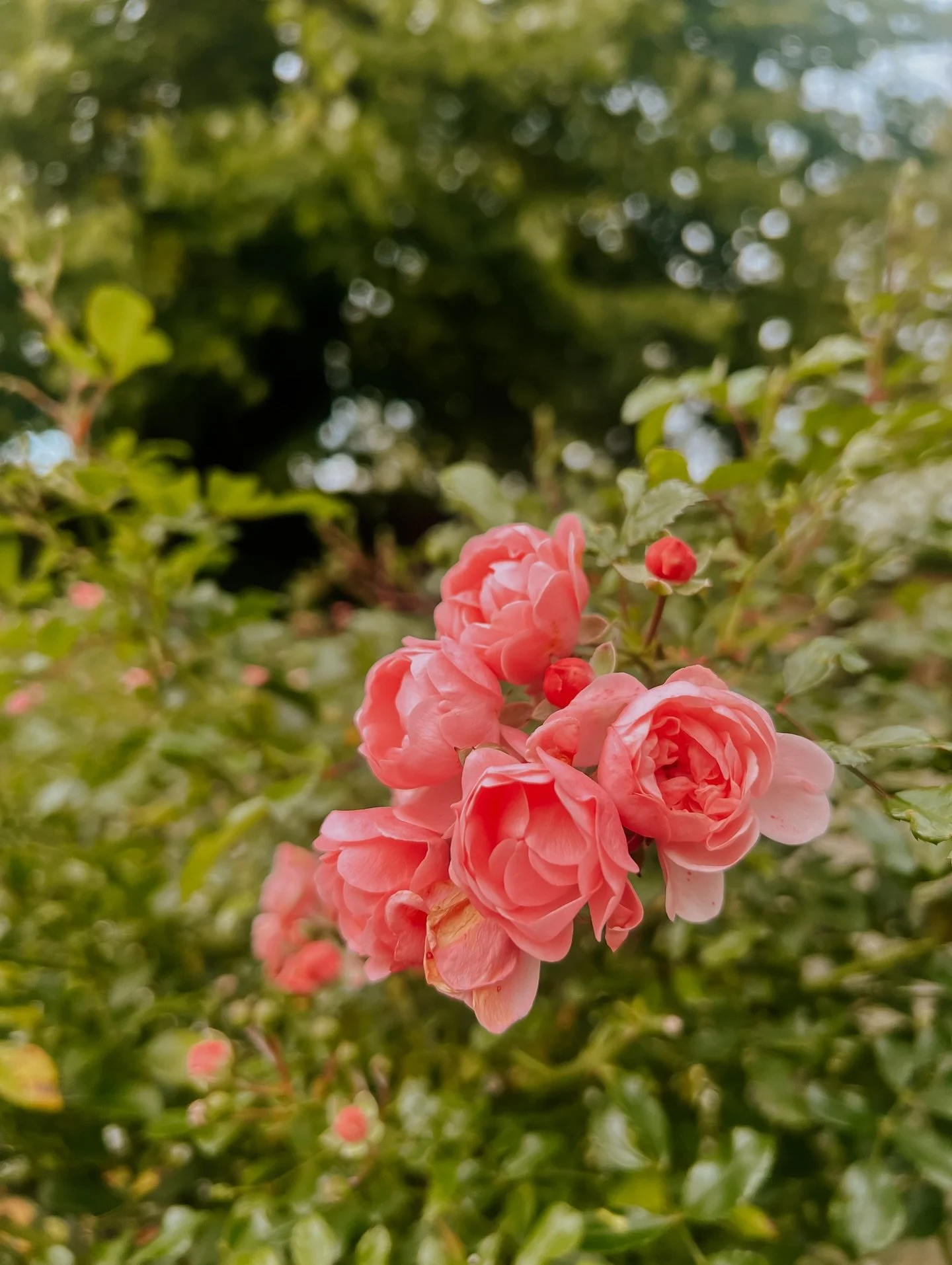 I have been enjoying looking back through my Summer photographs at the wonderful colours, petals and leaves 🤎🌿🌱. It is so helpful to have a selection of wonderful blooms to be inspired by during these colder months while there are fewer blooms on 