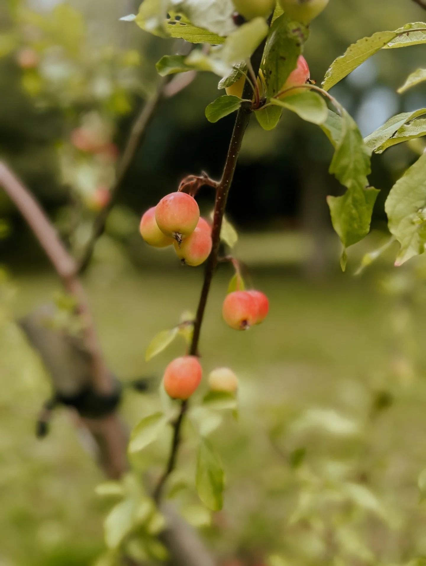 I am very much looking forward to seeing things grow and bloom again 🤎🌿🪻 BUT, I will admit, this slower month of January is helping me to start slow, reset and plan ahead for this next year. I oddly feel less rushed than I have at the start of pre
