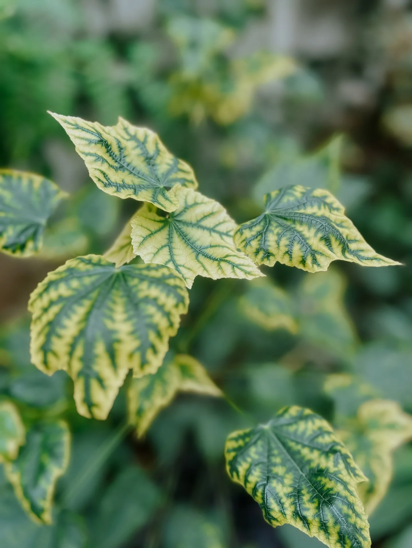 Hello lovelies 🤎🌿.
.
Well I have been a bit MIA this last week as I caught the bug making its way around and it definitely took me out! I haven&rsquo;t been able to do a huge amount and I am only starting to feel a bit better now. It&rsquo;s been s