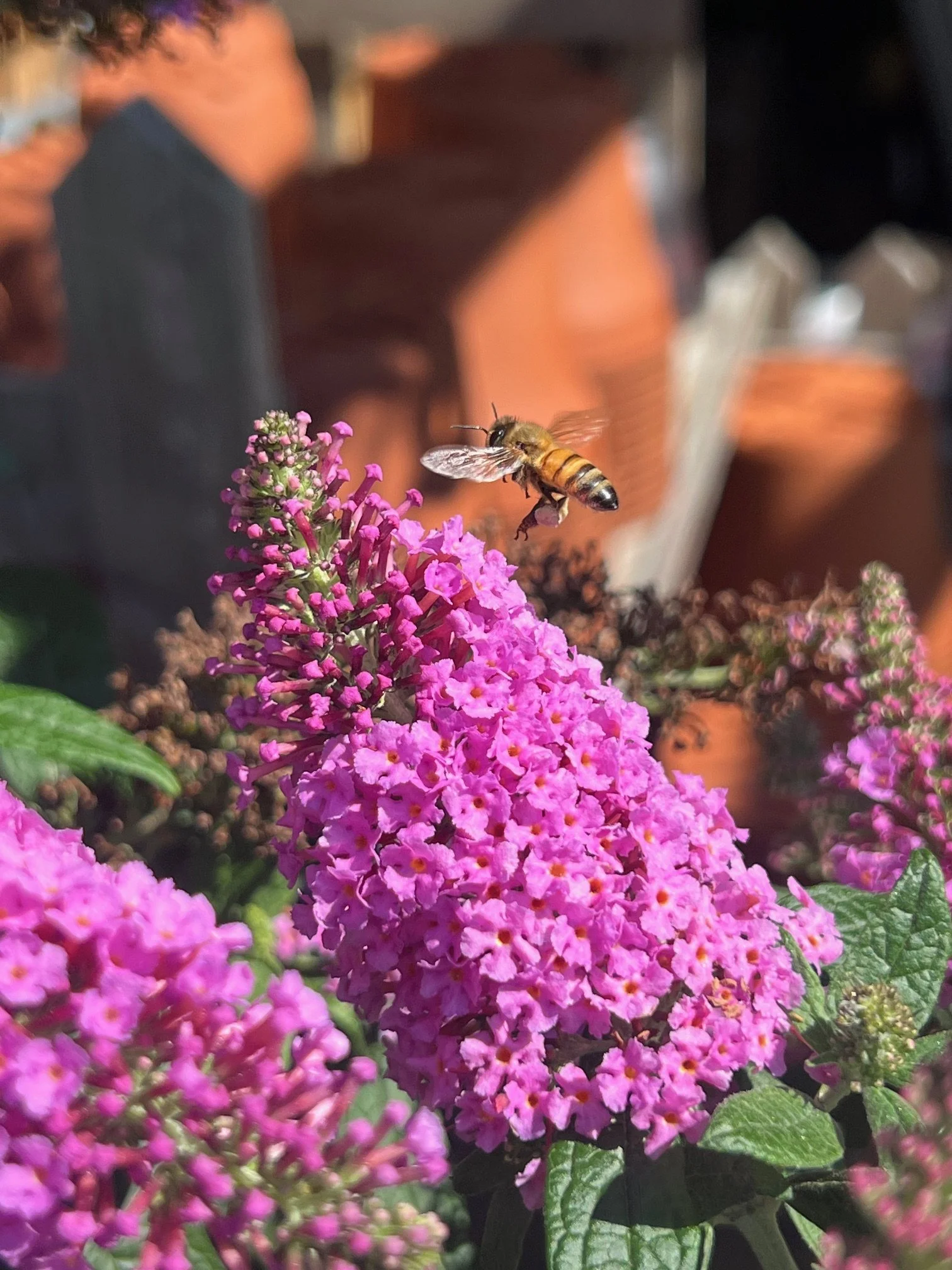 Close-up of a bee flying near pink butterfly bush flowers with green leaves in the background.