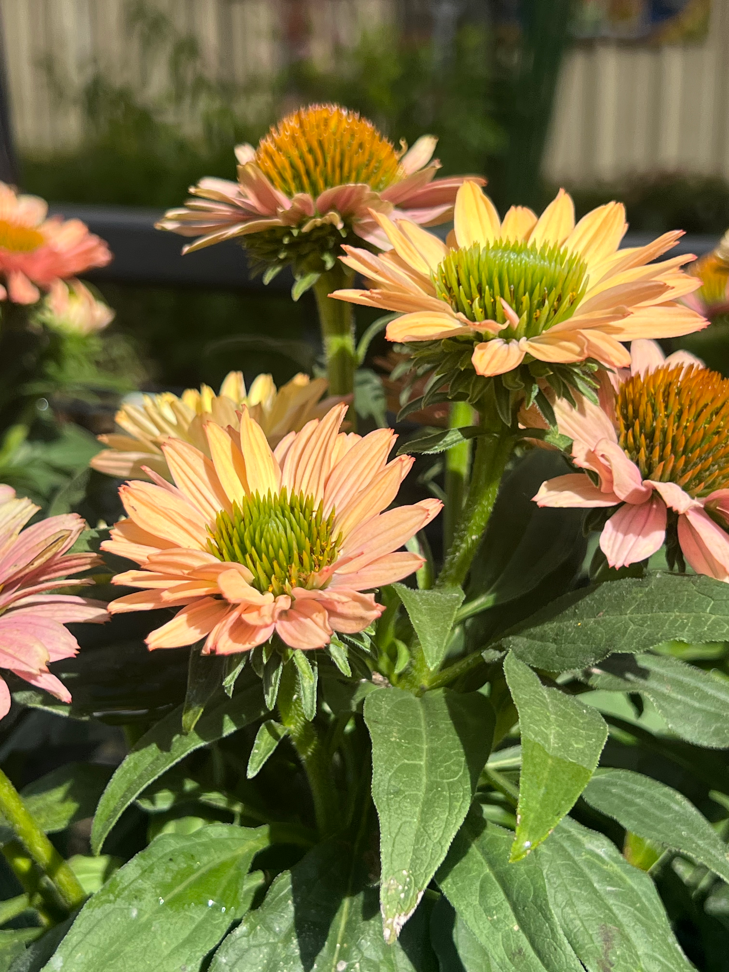 Close-up of peach-colored and yellow coneflowers with green centers surrounded by green leaves.