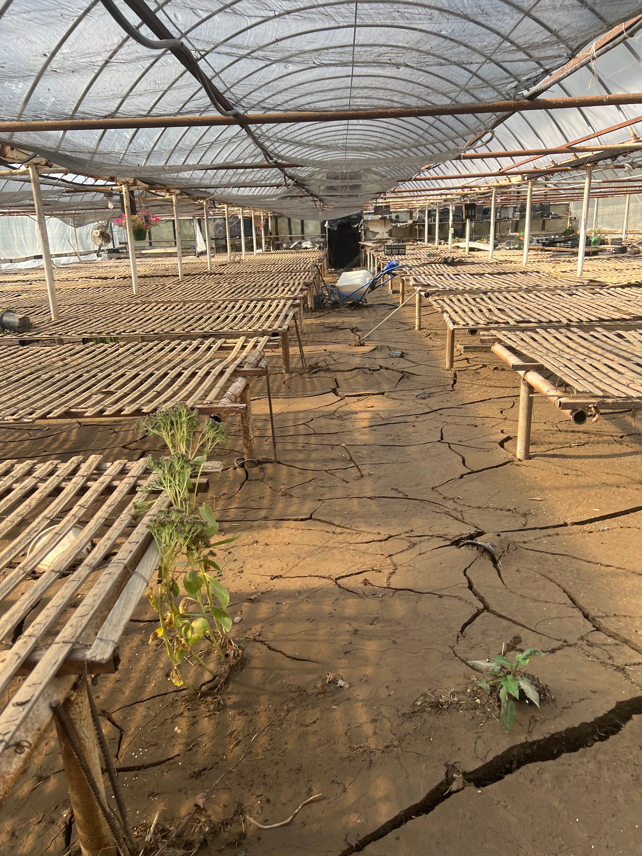Another after helene photo, showing deep silt and mud in a barren greenhouse.