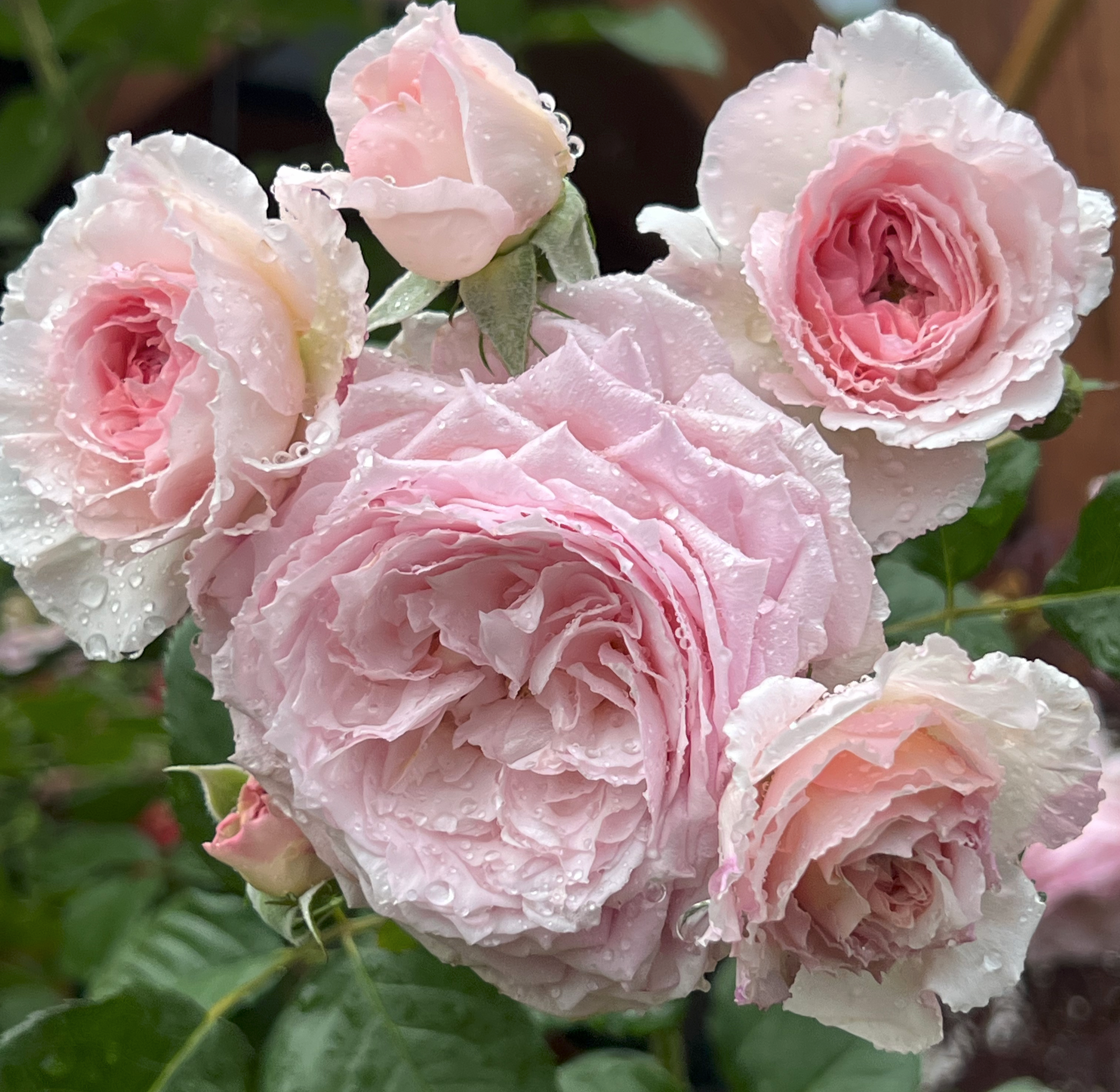 Close-up of light pink climbing roses with water droplets on their petals, surrounded by green leaves.
