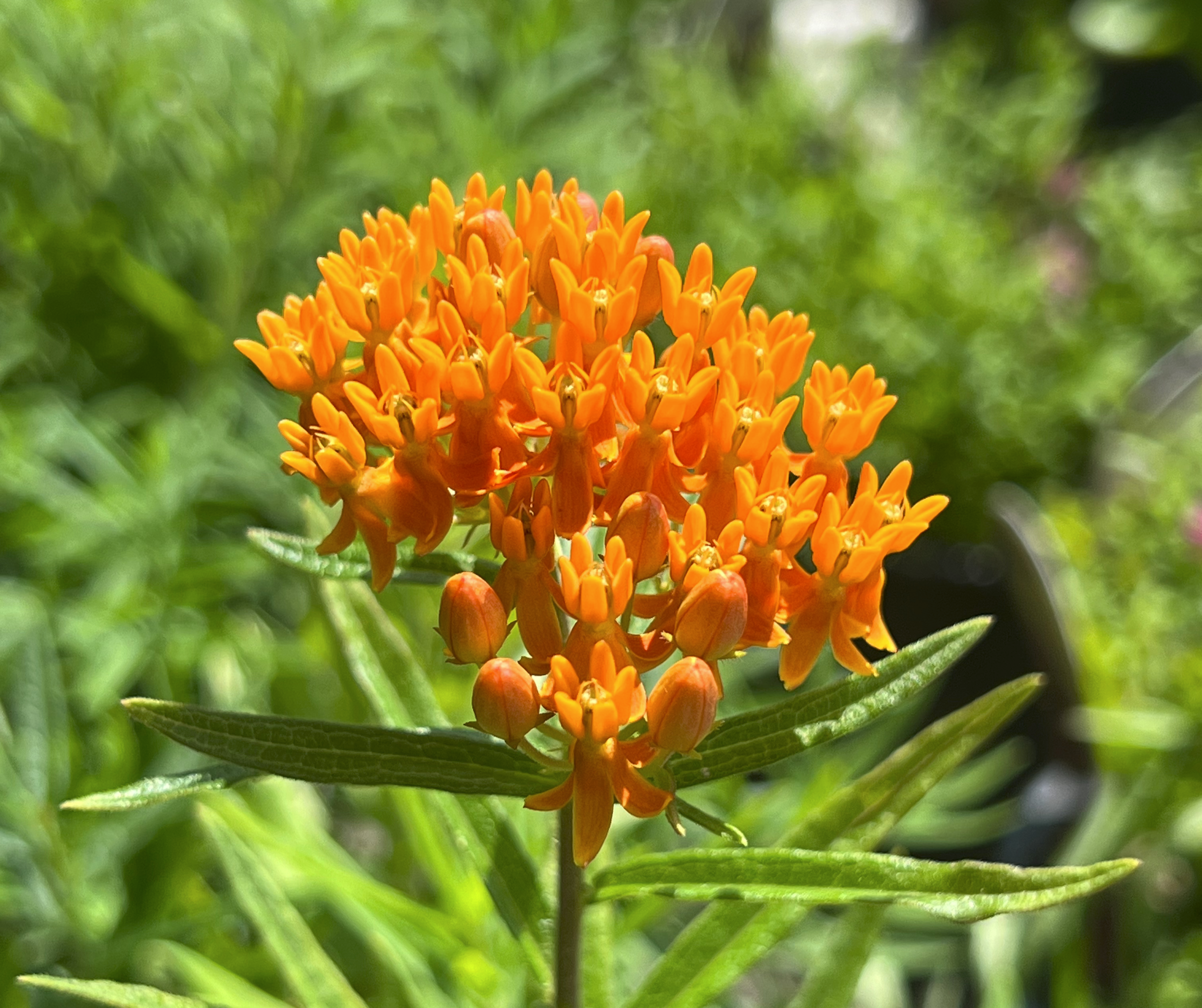 Close-up of bright orange milkweed flowers.
