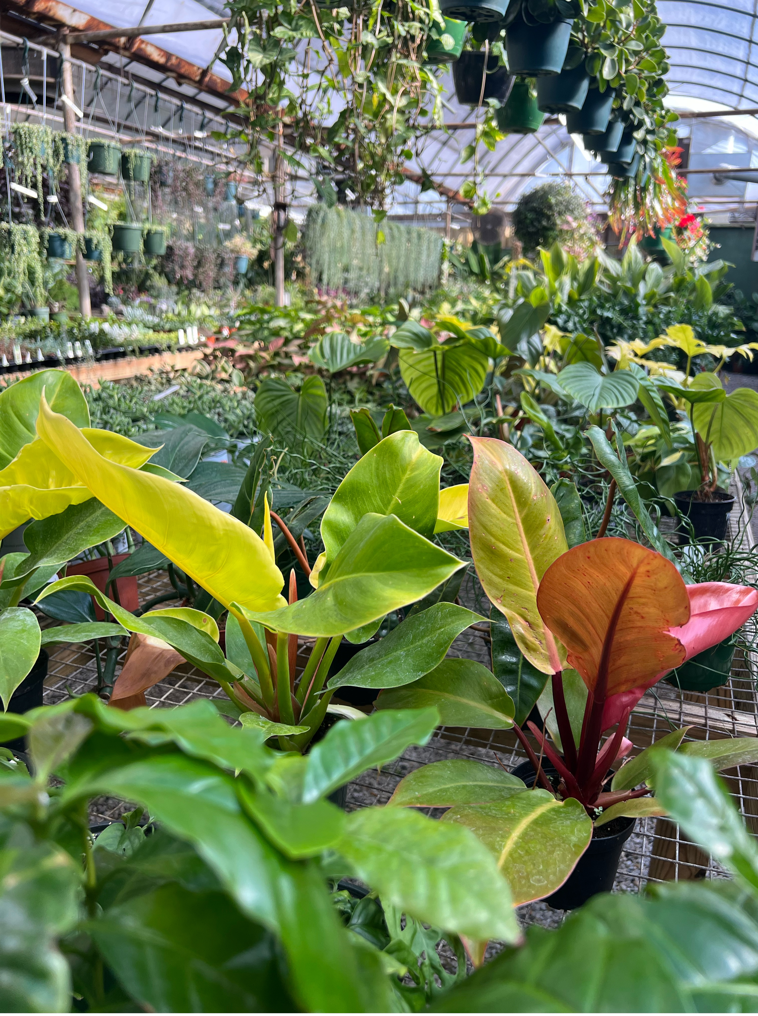 A greenhouse filled with various potted plants, including rare and exotic houseplants in the foreground and hanging houseplants in the background.