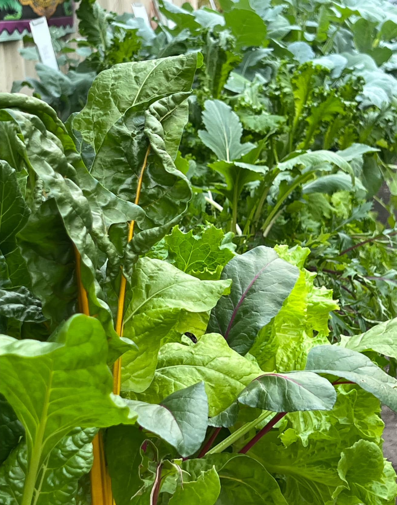 A lush array of leafy green vegetables, including lettuce, collard greens, and possibly kale, grown together in a garden or greenhouse.