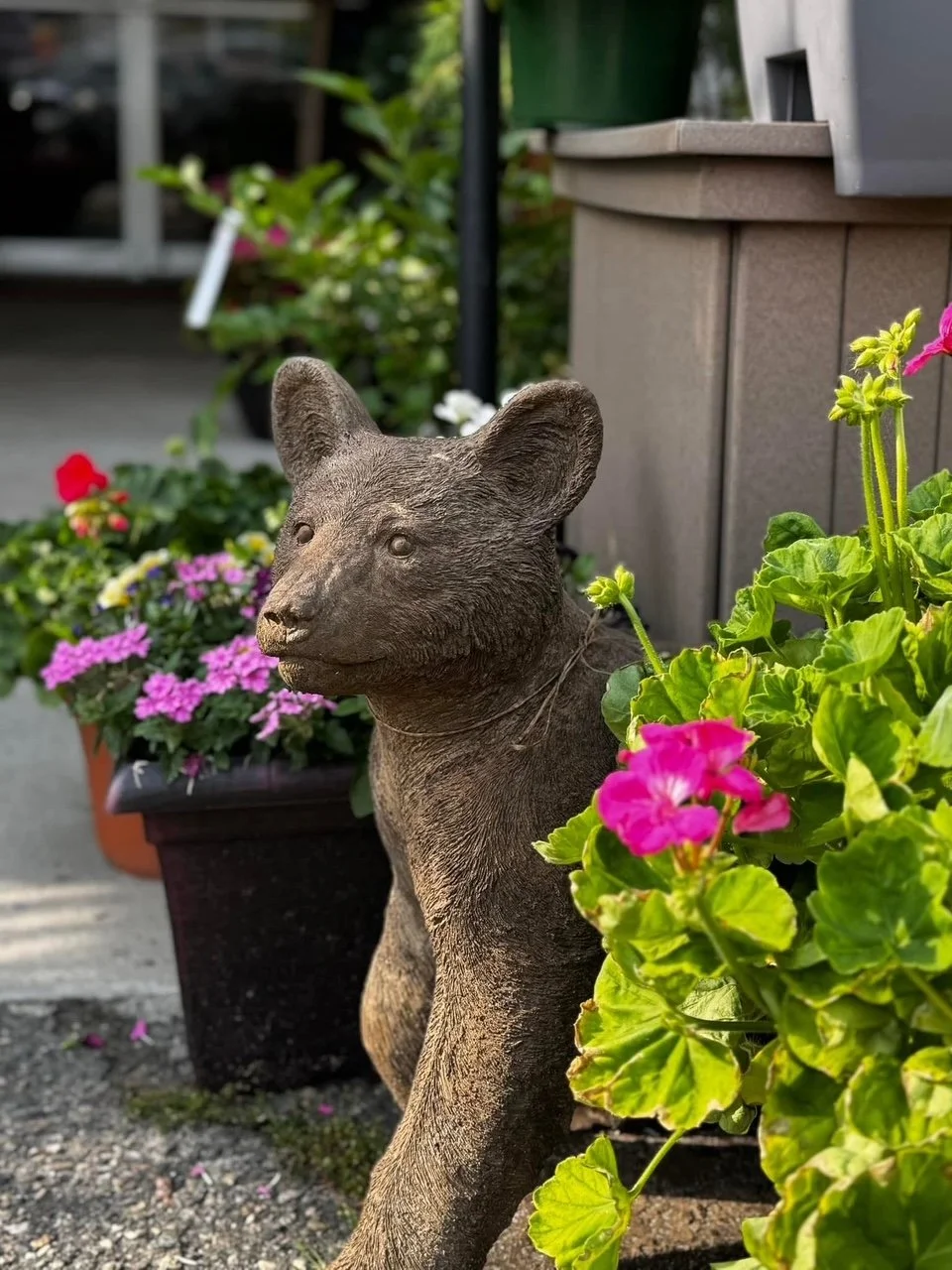 A concrete bear-shaped garden sculpture surrounded by pink, purple, and white flowers in pots outside.