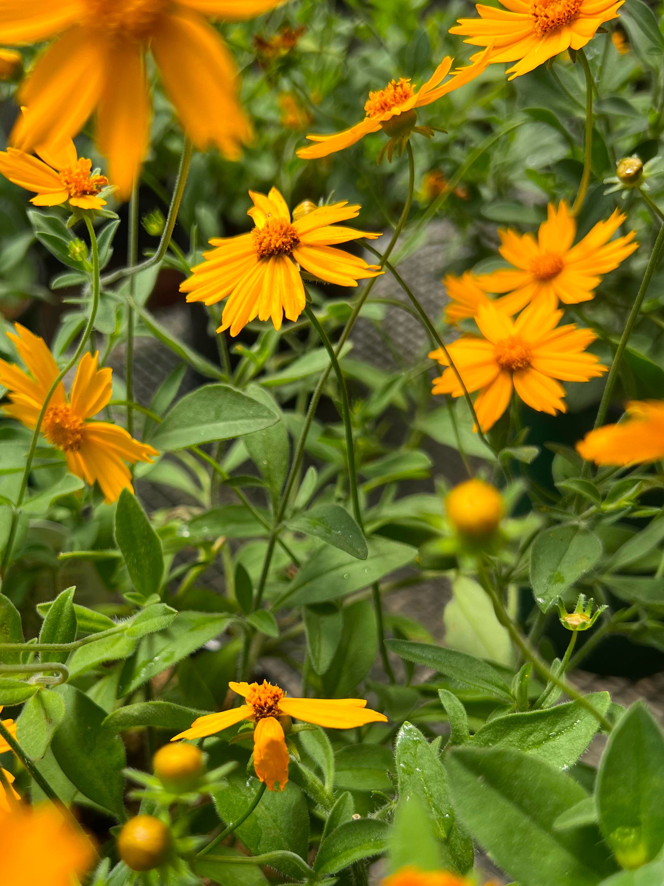 A cluster of bright orange and yellow coreopsis flowers with green leaves.
