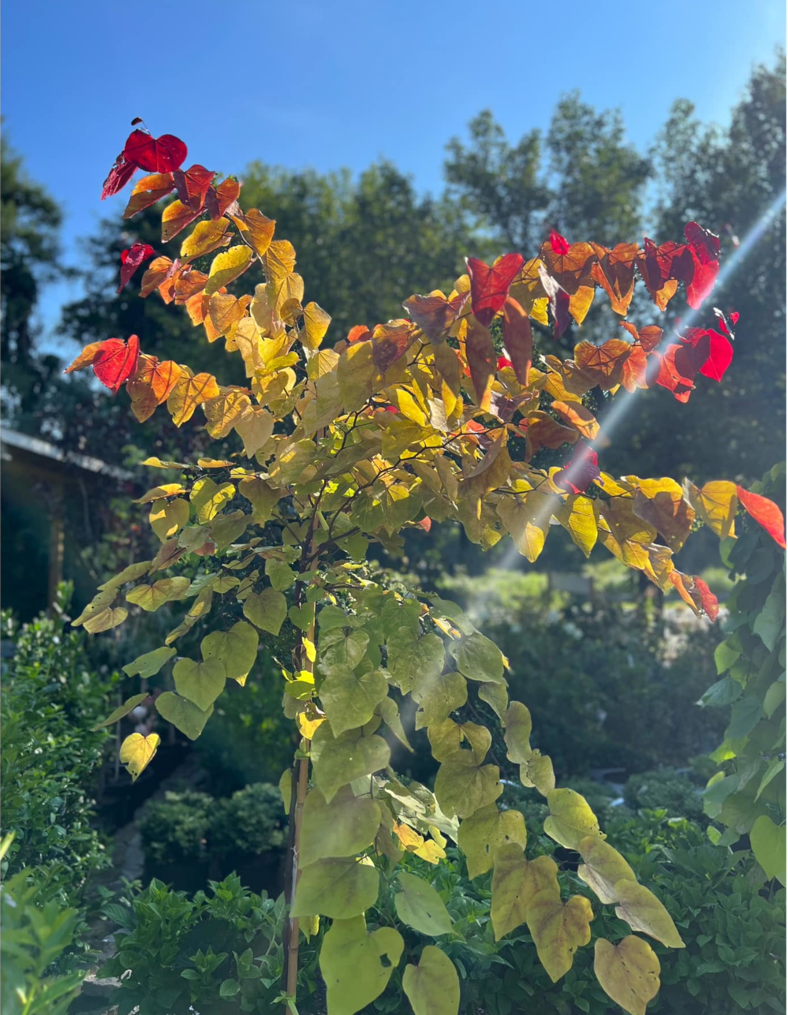 Close-up of flamethrower eastern redbud leaves in red, orange, yellow, and green, with sunlight shining through, against a background of a clear blue sky and trees.