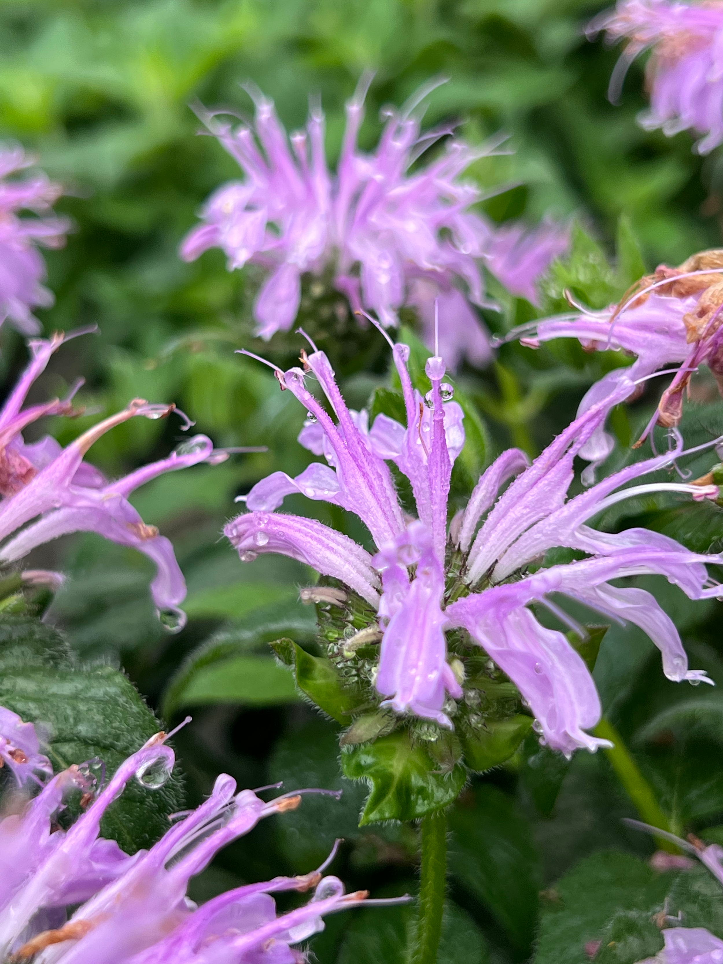 Close-up of purple and pink perennial bee balm.