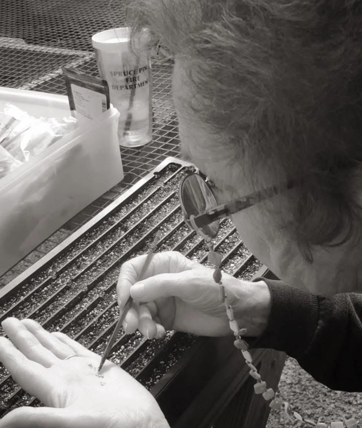 Rita Phillips sowing tomato seeds into seed flats.