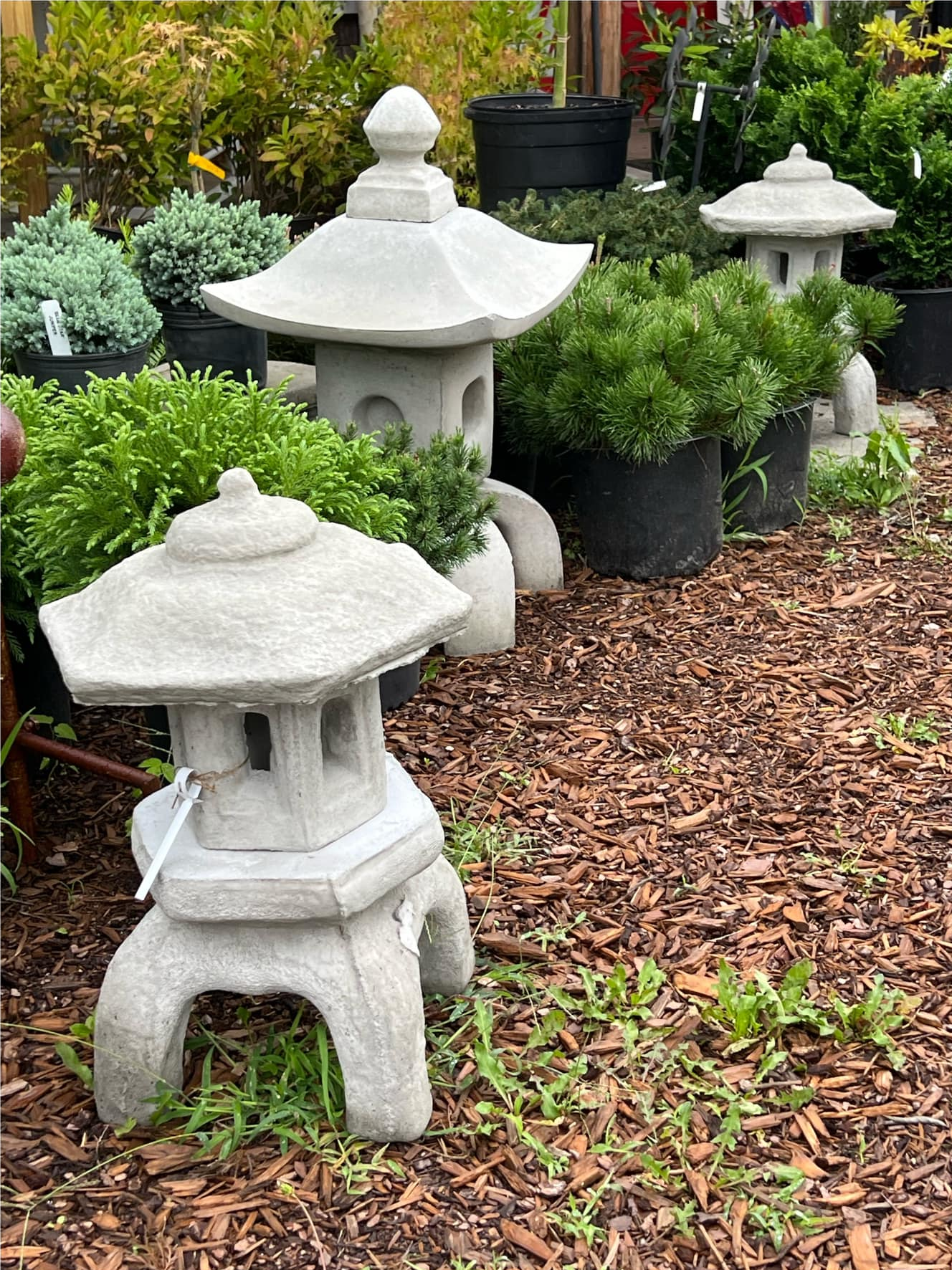 A garden scene with three white Japanese-style concrete lanterns surrounded by potted green plants, including small evergreen shrubs and trees, on a bed of brown wood mulch.