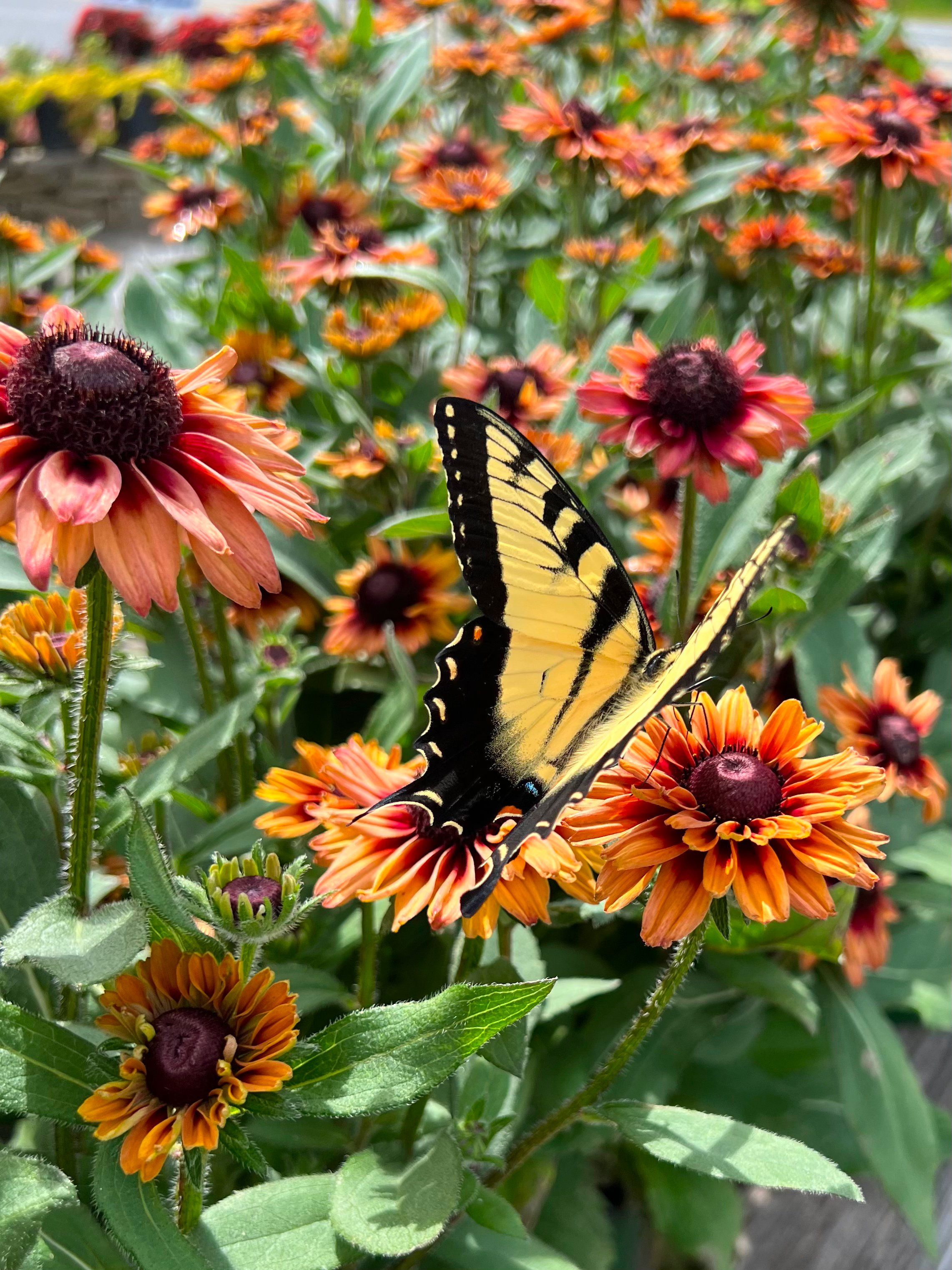 A yellow and black butterfly resting on orange and red flowers among green leaves.