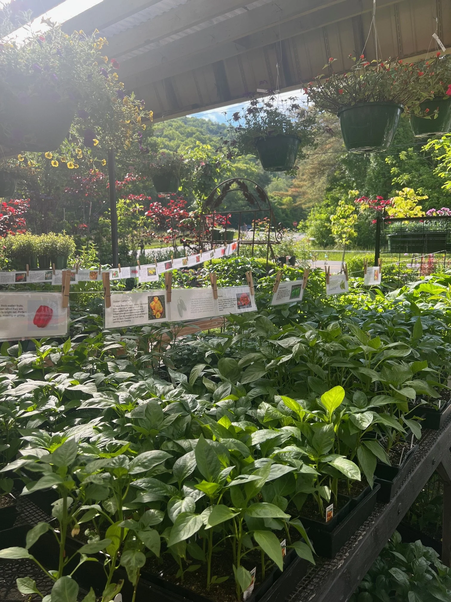 Various vegetable plants like tomatoes and peppers are displayed on  shelves with informational labels.
