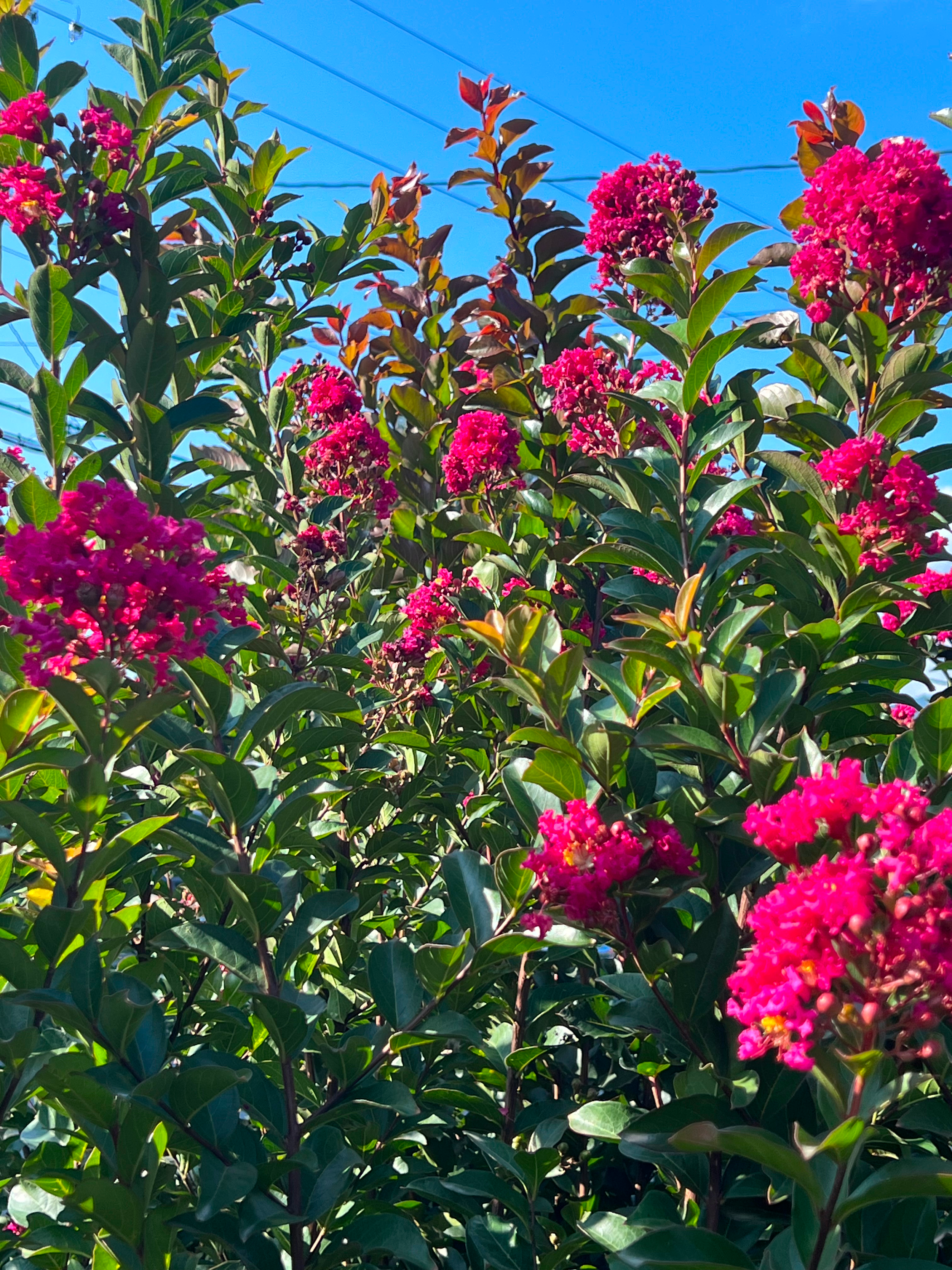 Purple flowering plants with green leaves against a bright blue sky with power lines.