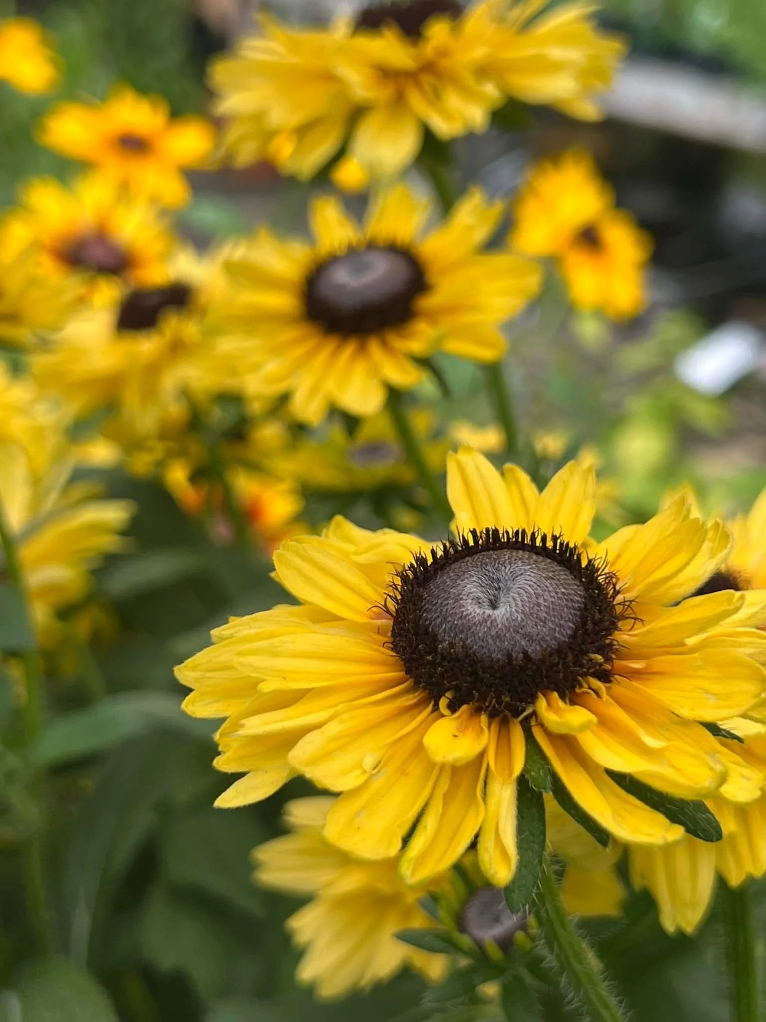 Close-up of yellow flowers with dark centers, some in bloom, in a garden setting.