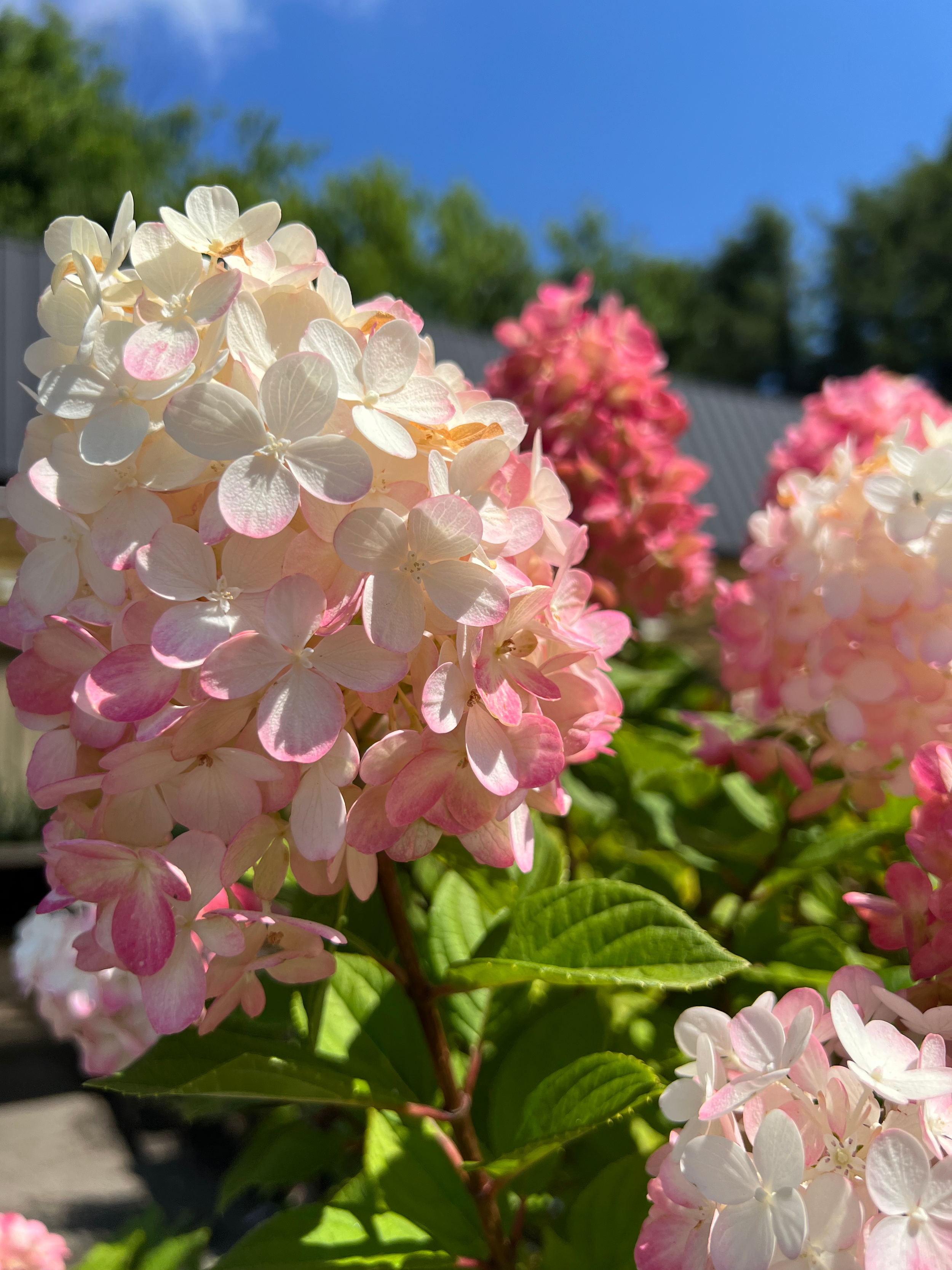 Close-up of pink and white hydrangea flowers in bloom with green leaves and a blue sky in the background.