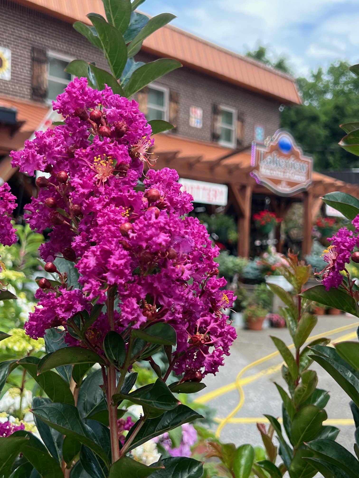 Close-up of vibrant pink crepe myrtle flowers with green leaves and a blurred background of a building and sky.