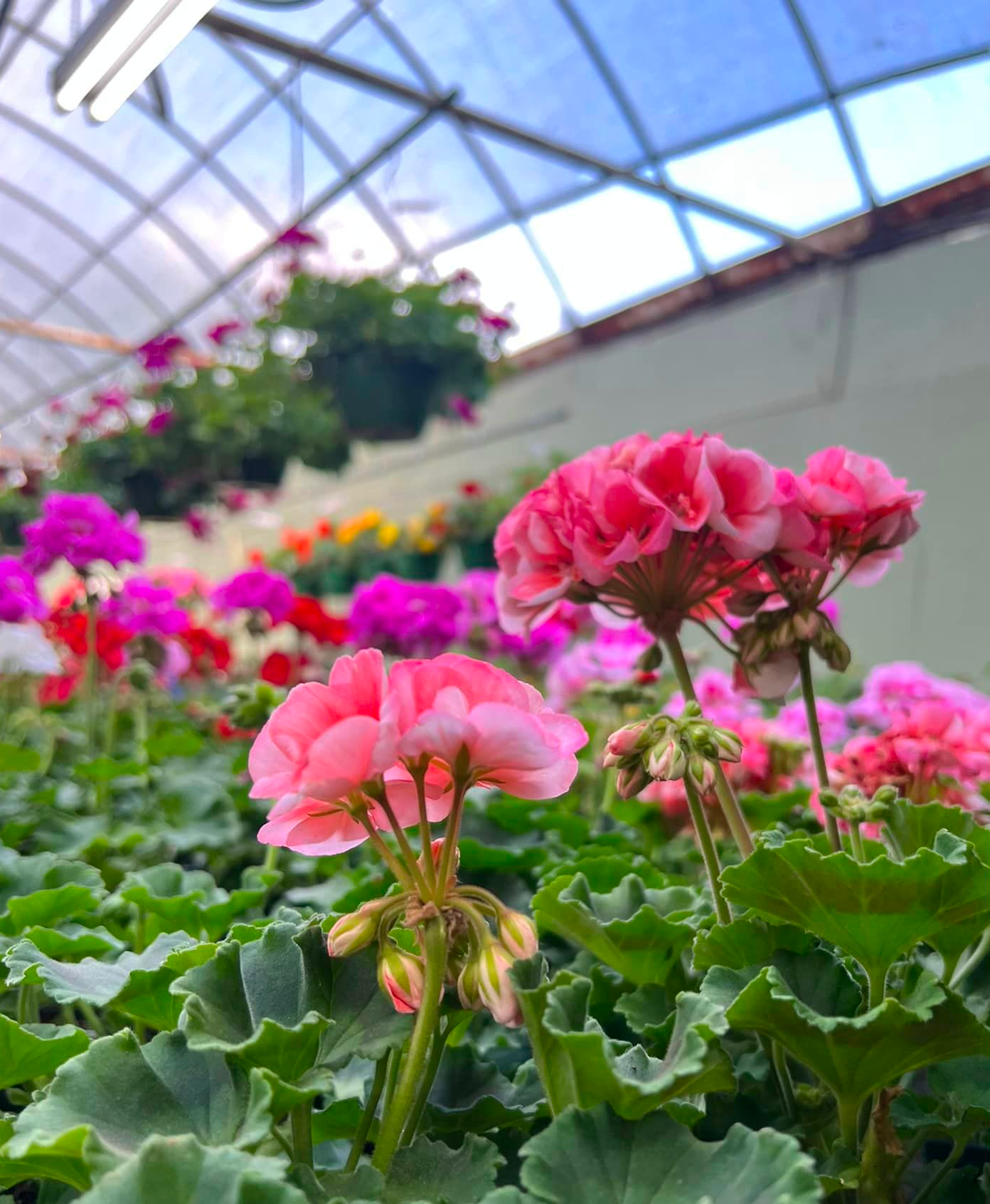Pink geranium flowers blooming inside a greenhouse.