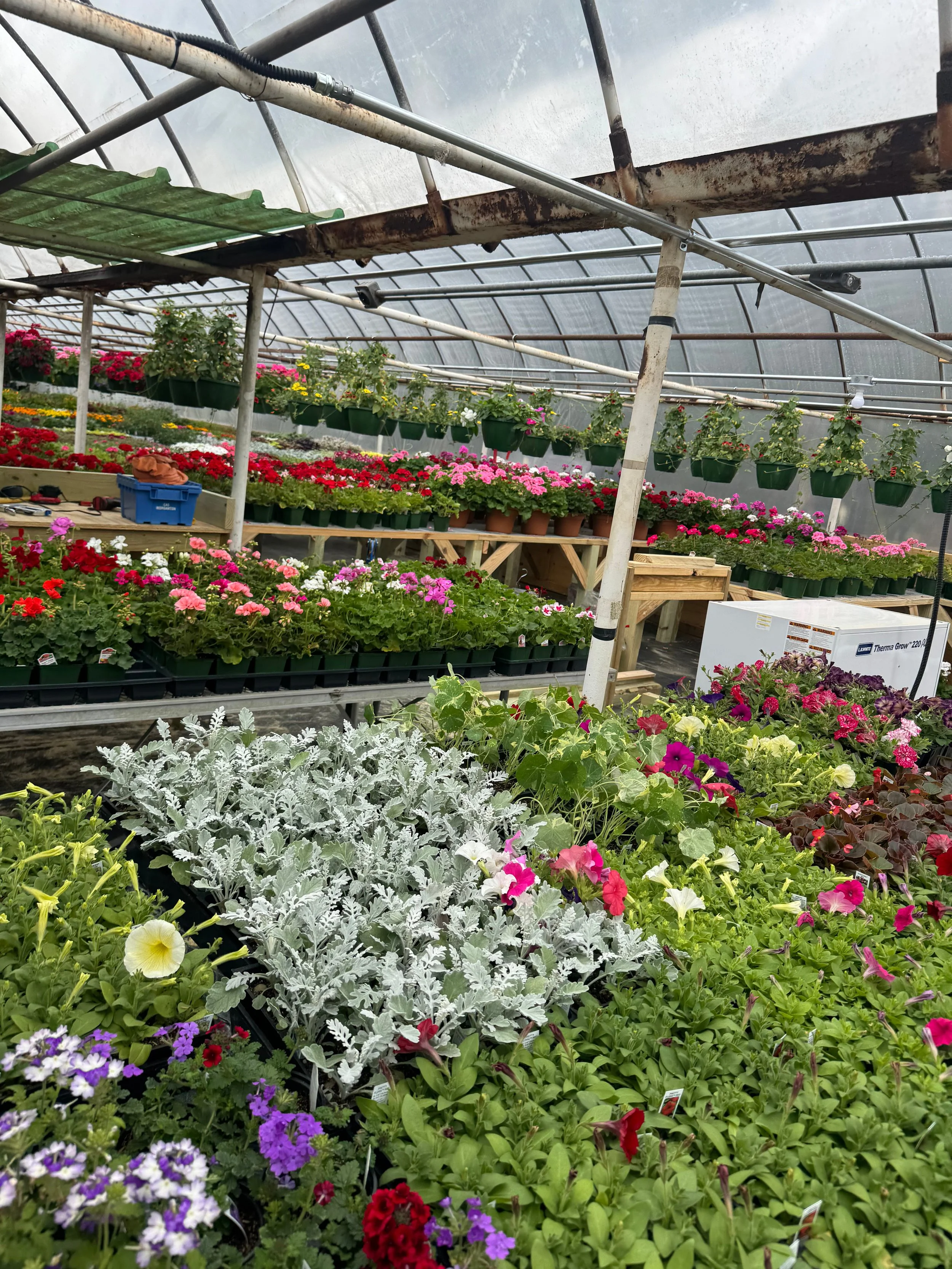 Lakeview's large off-site growing greenhouse after the hurricane helene rebuild, full of young plants.