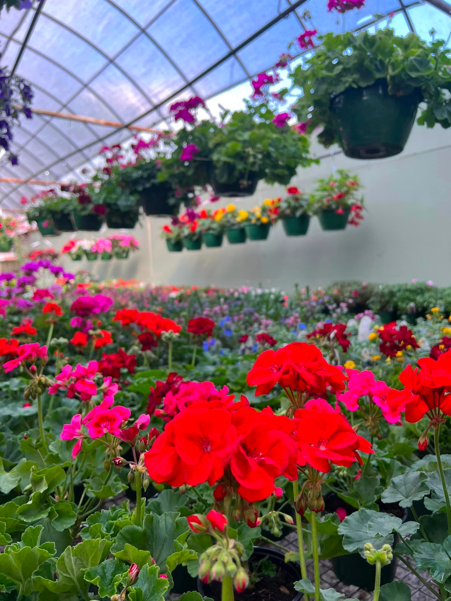 Hanging flower baskets inside a greenhouse filled with colorful blooming flowers, including pink, red, and purple geraniums.