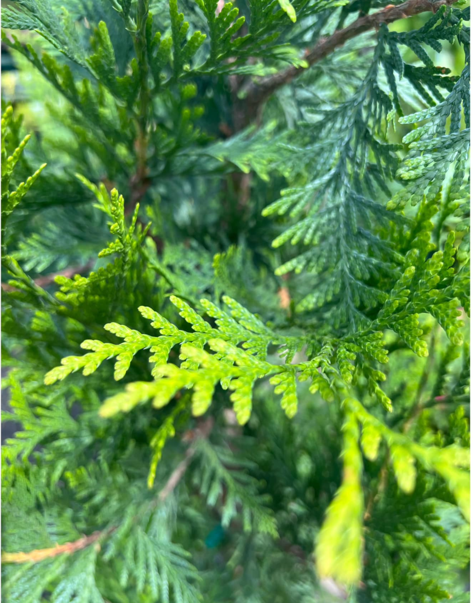 Close-up view of green coniferous tree branches and leaves.