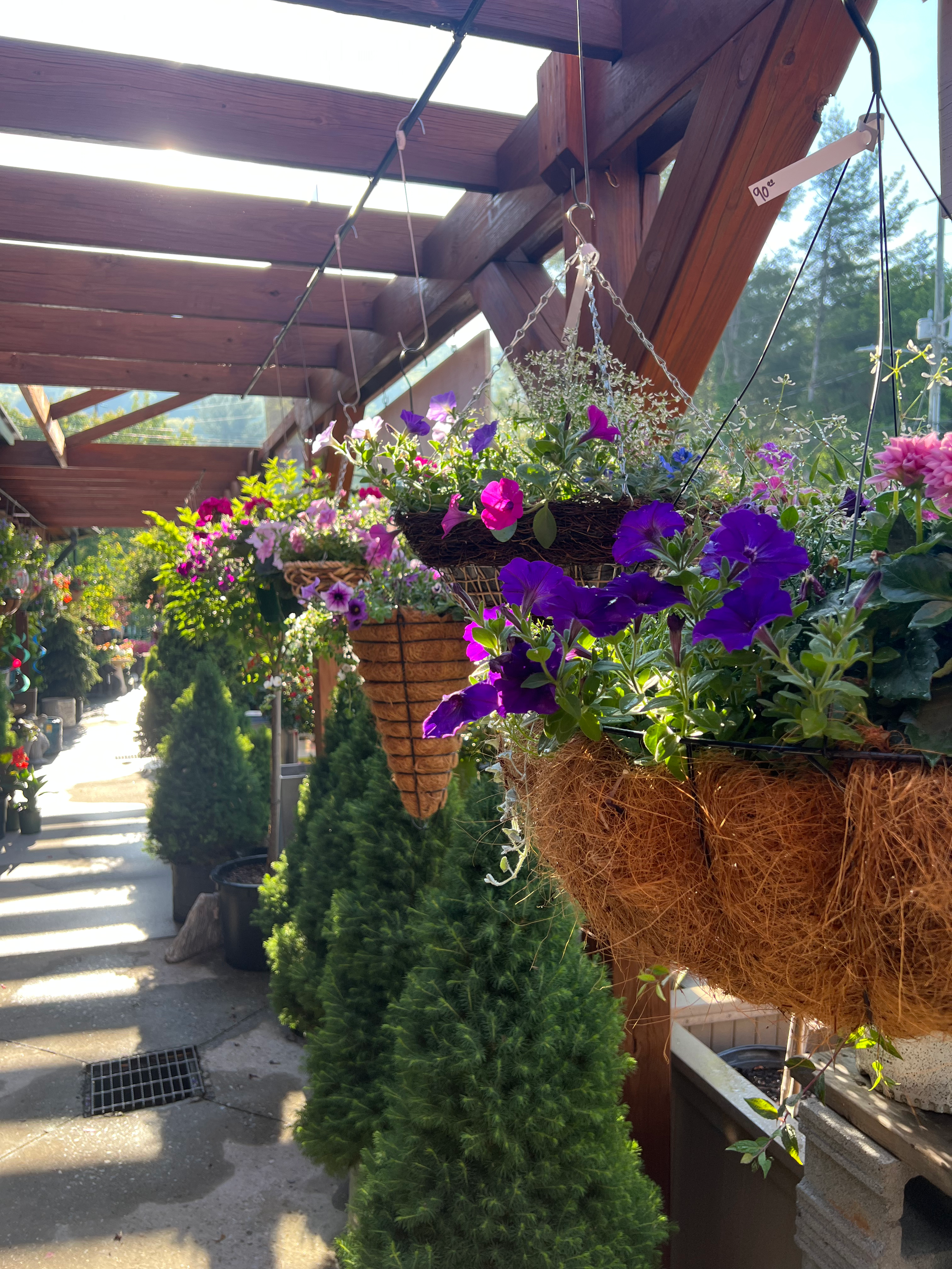 Hanging flower baskets with purple, pink, and white blooming flowers on a wooden pergola in a garden or plant nursery.