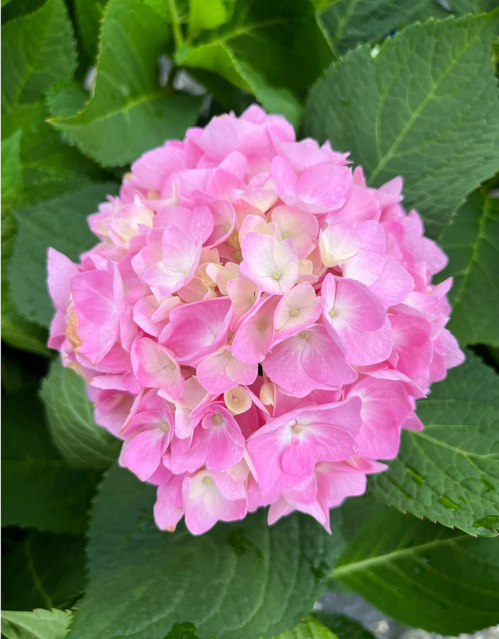 Pink and white hydrangea flower surrounded by green leaves.